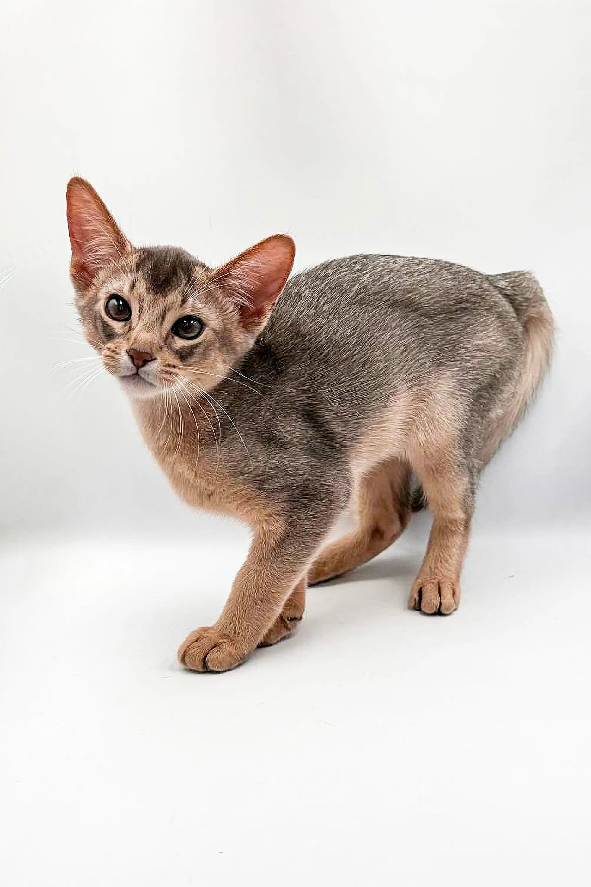 Urban | Abyssinian Kitten - Image 13