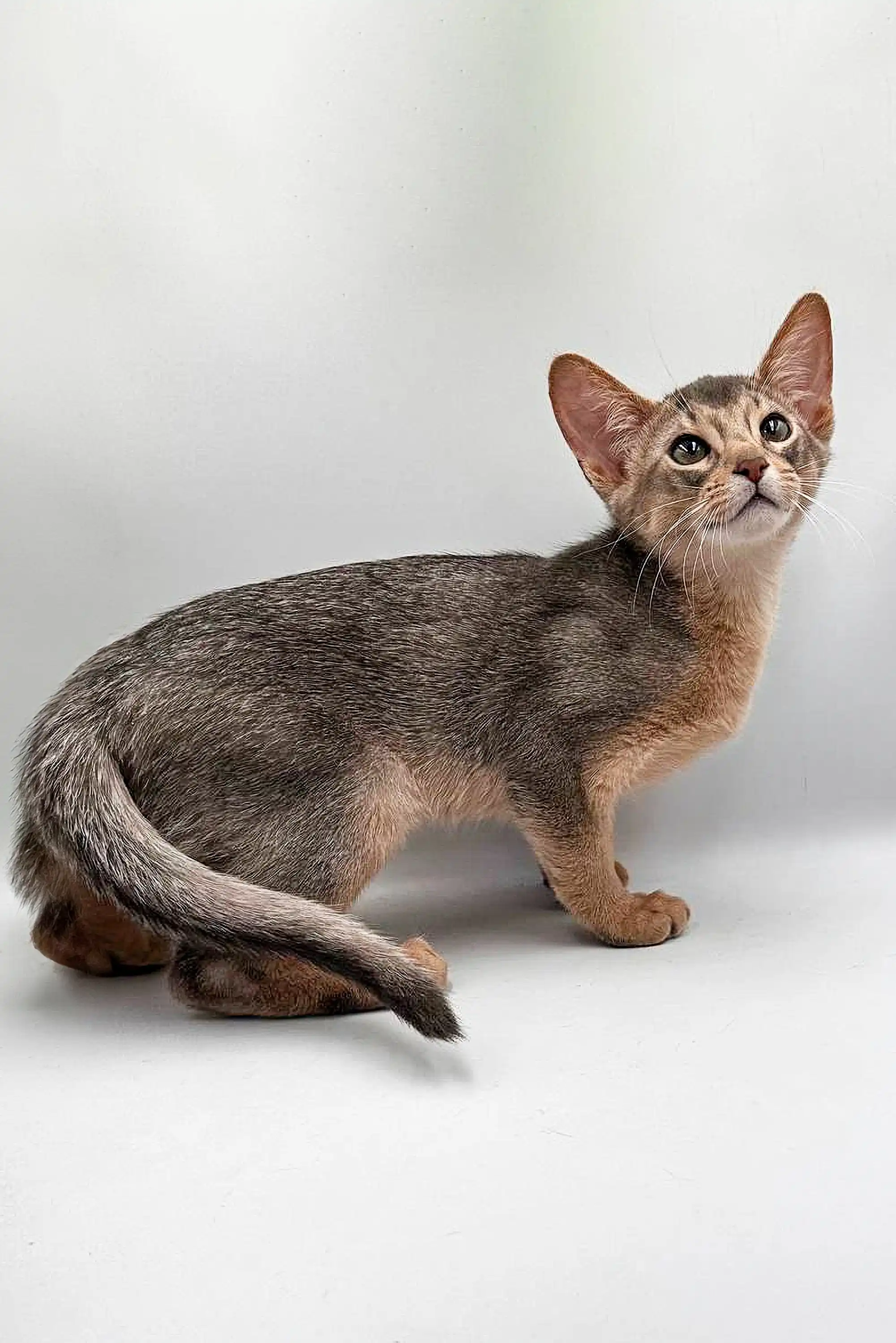 Urban | Abyssinian Kitten - Image 3