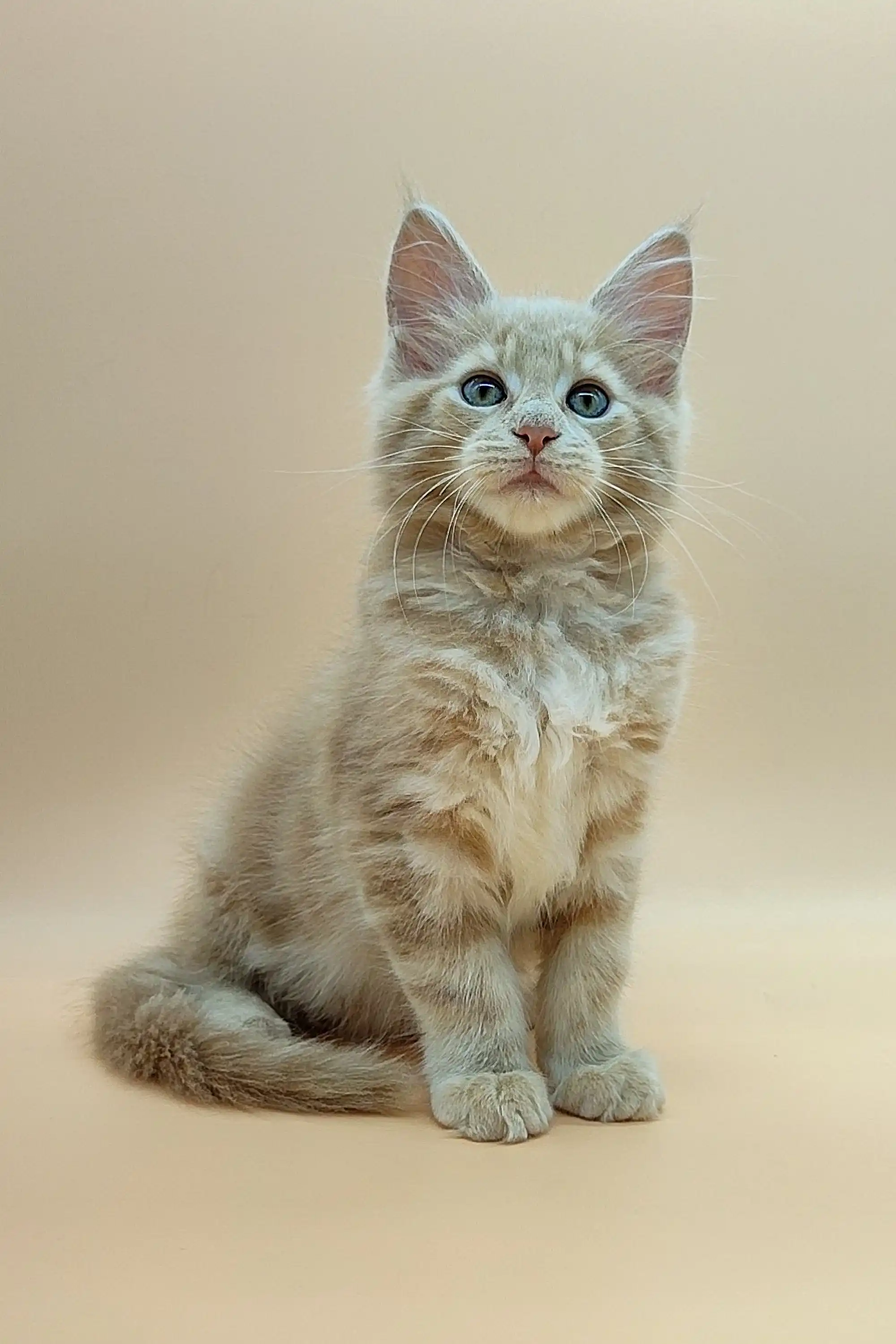 Urman | Maine Coon Kitten - Image 6