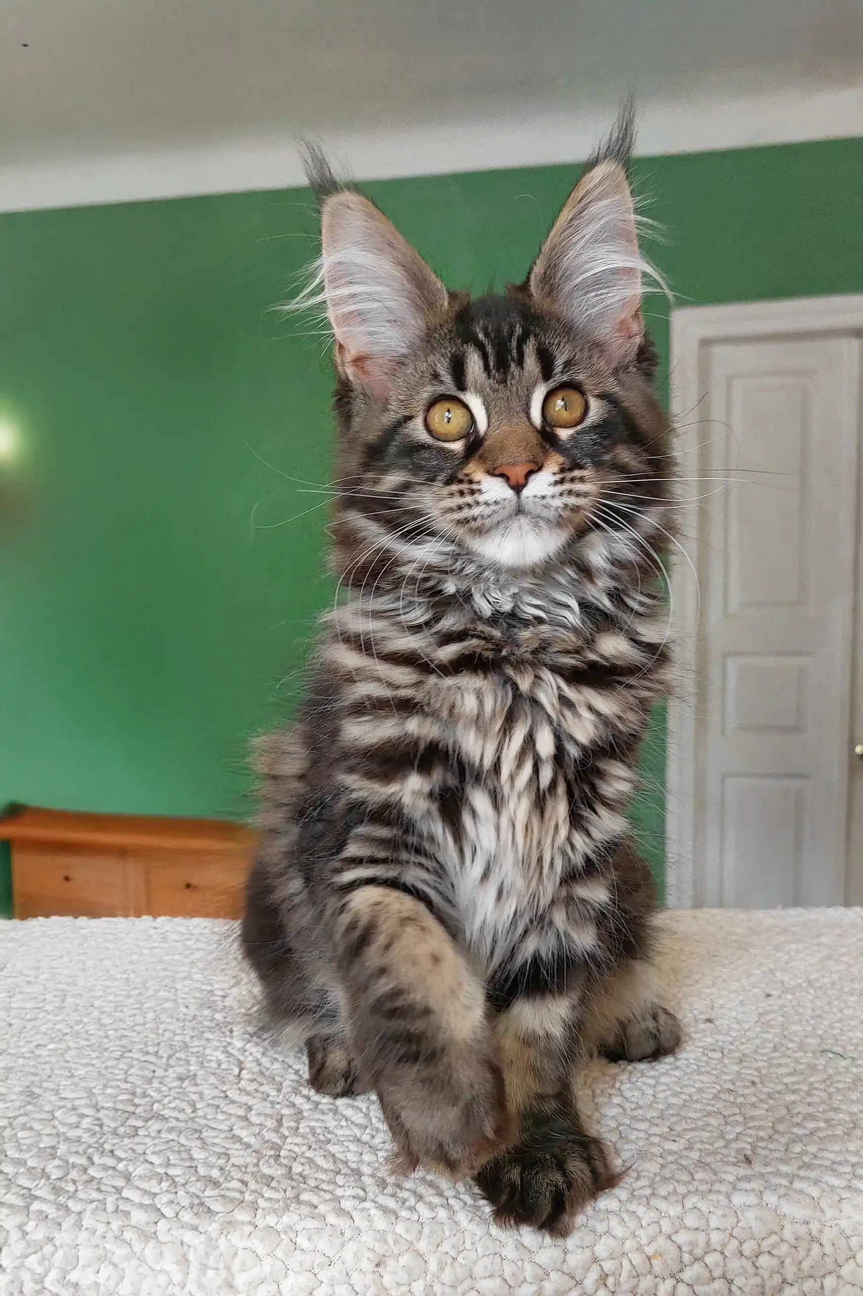 Ursula | Maine Coon Kitten - Image 5