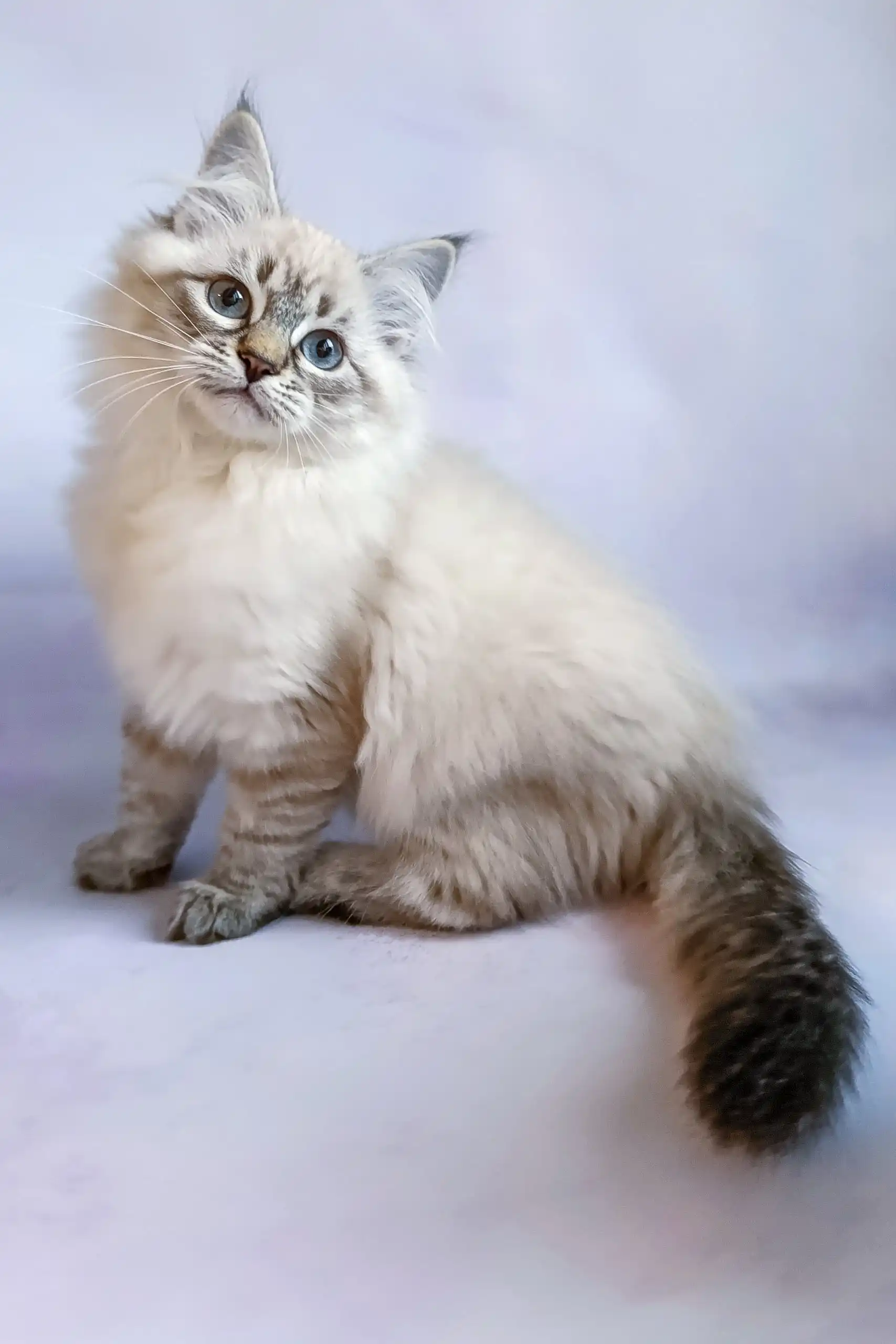 Ursula | Siberian Kitten - Image 5