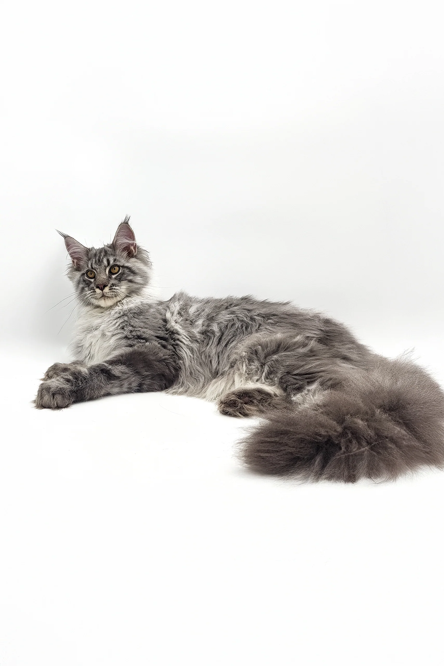 Urus | Maine Coon Kitten - Image 6
