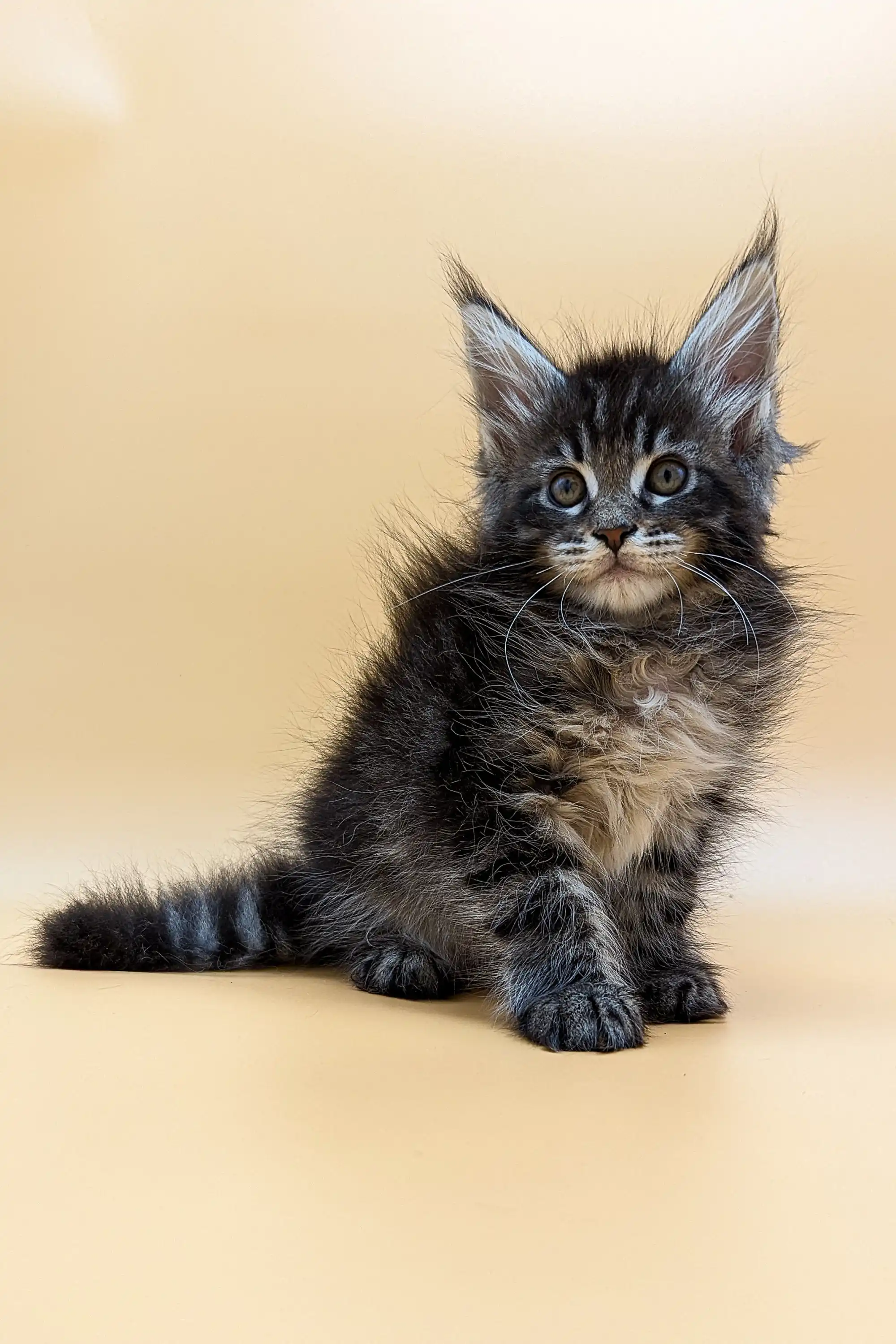 Valencia | Maine Coon Kitten - Image 11