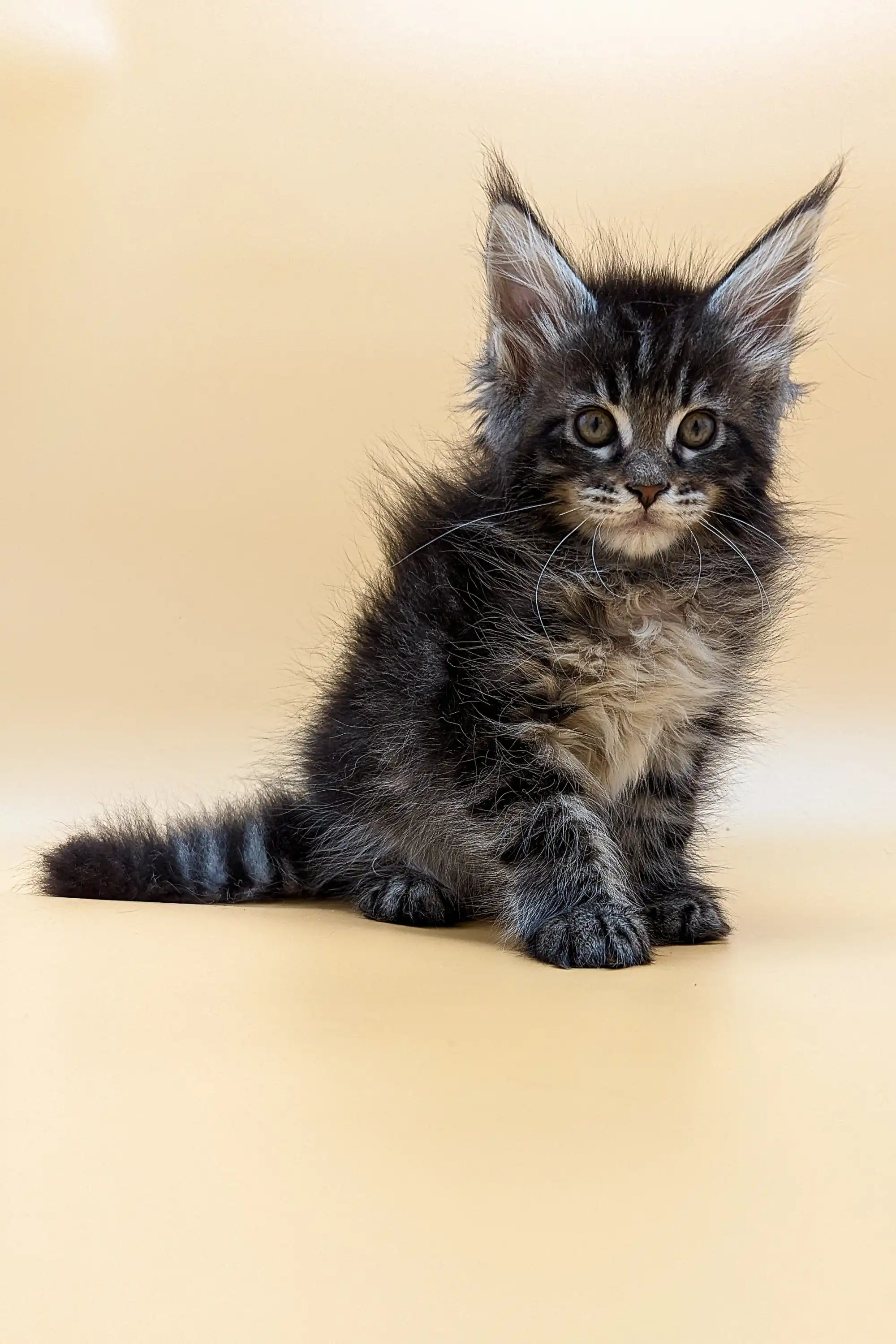 Valencia | Maine Coon Kitten - Image 12