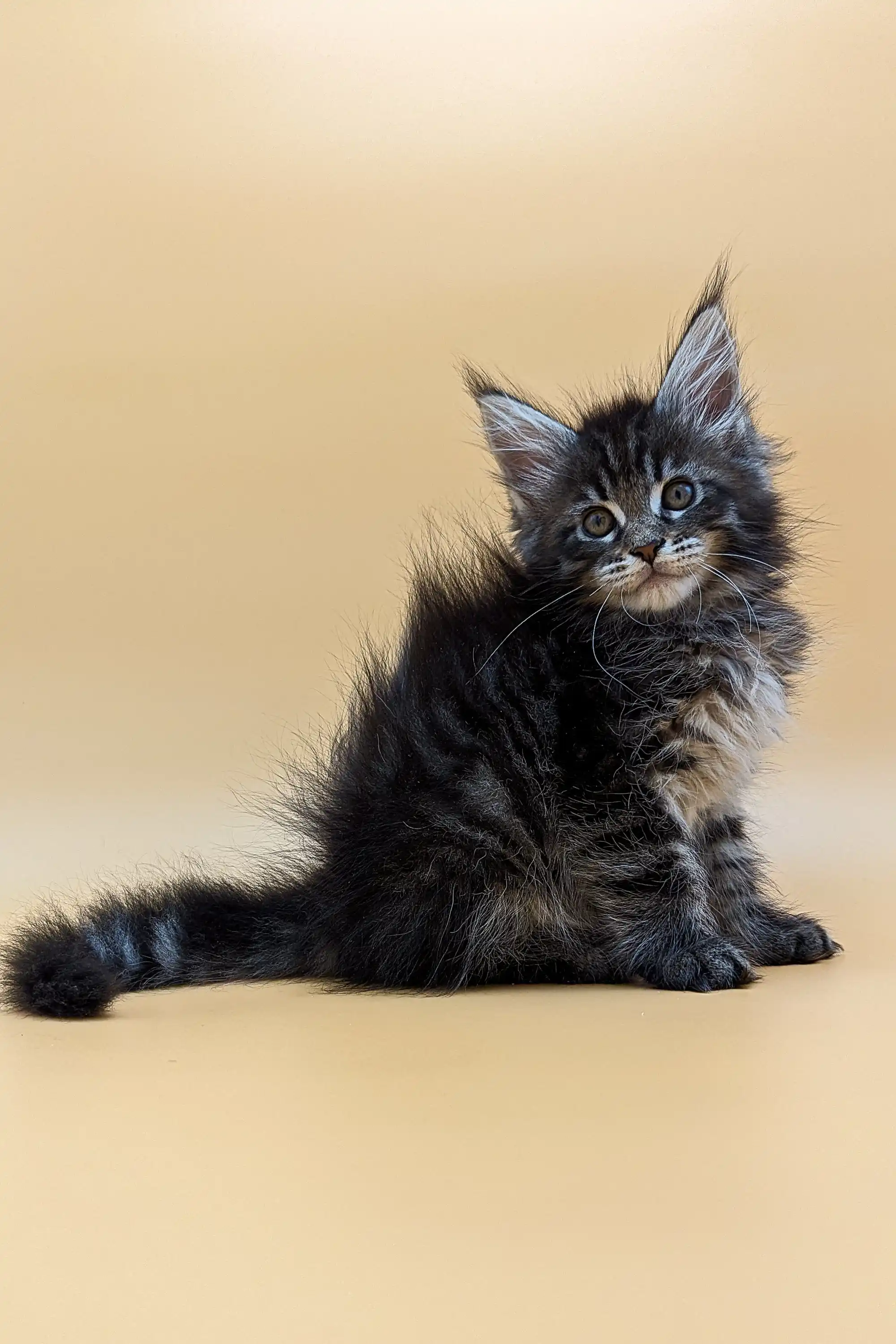 Valencia | Maine Coon Kitten - Image 7