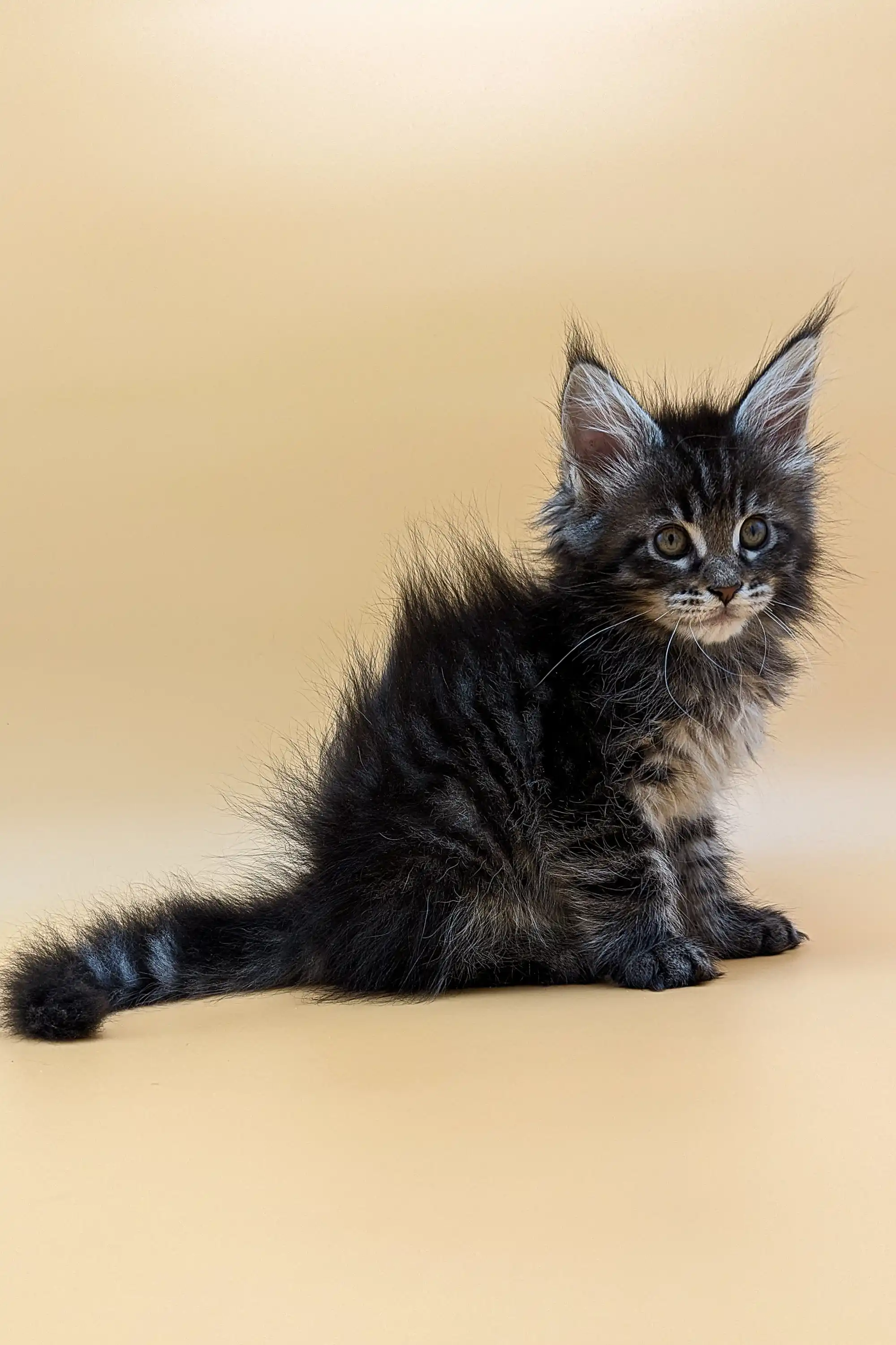 Valencia | Maine Coon Kitten - Image 9