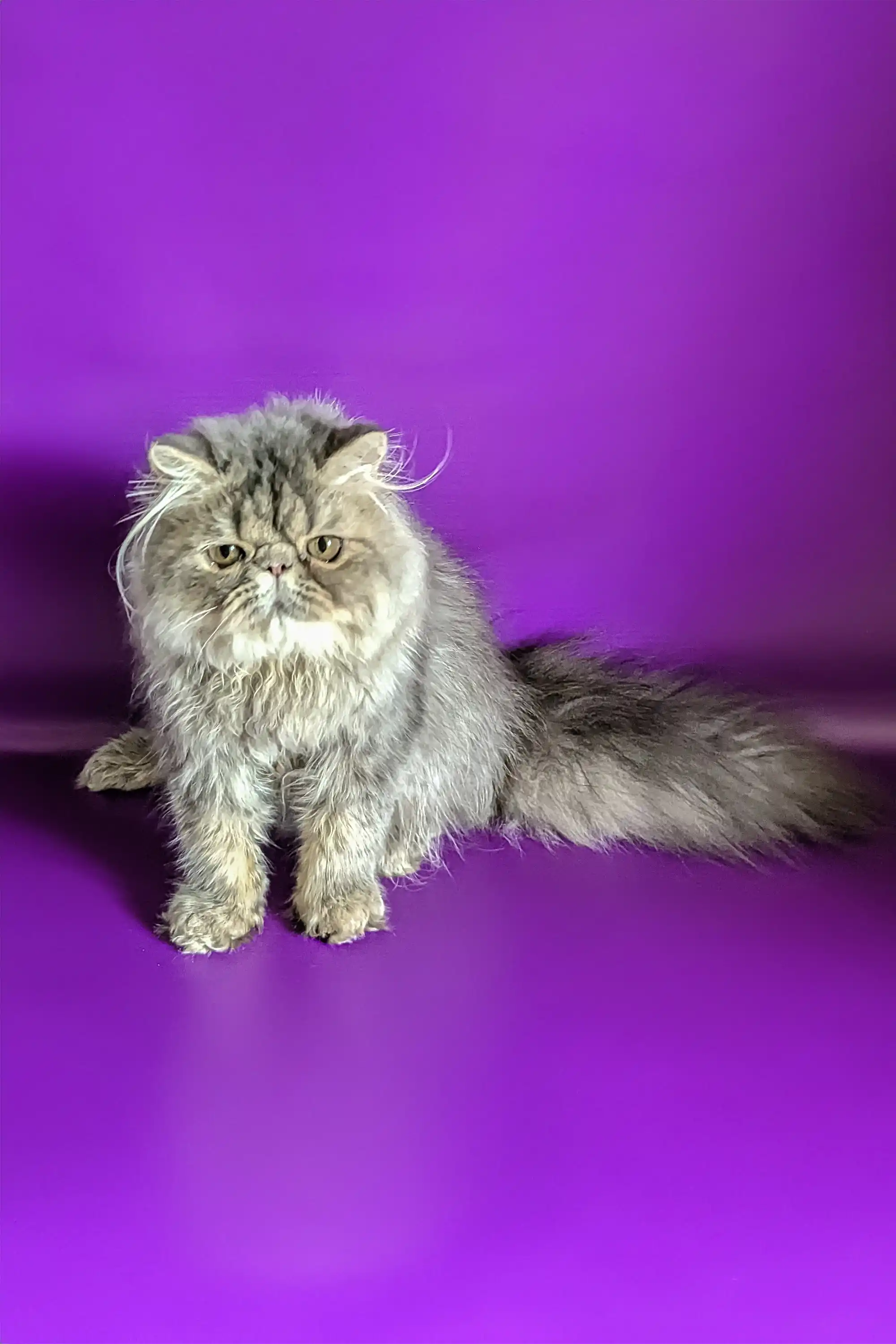 Valentin | Persian Kitten - Image 4
