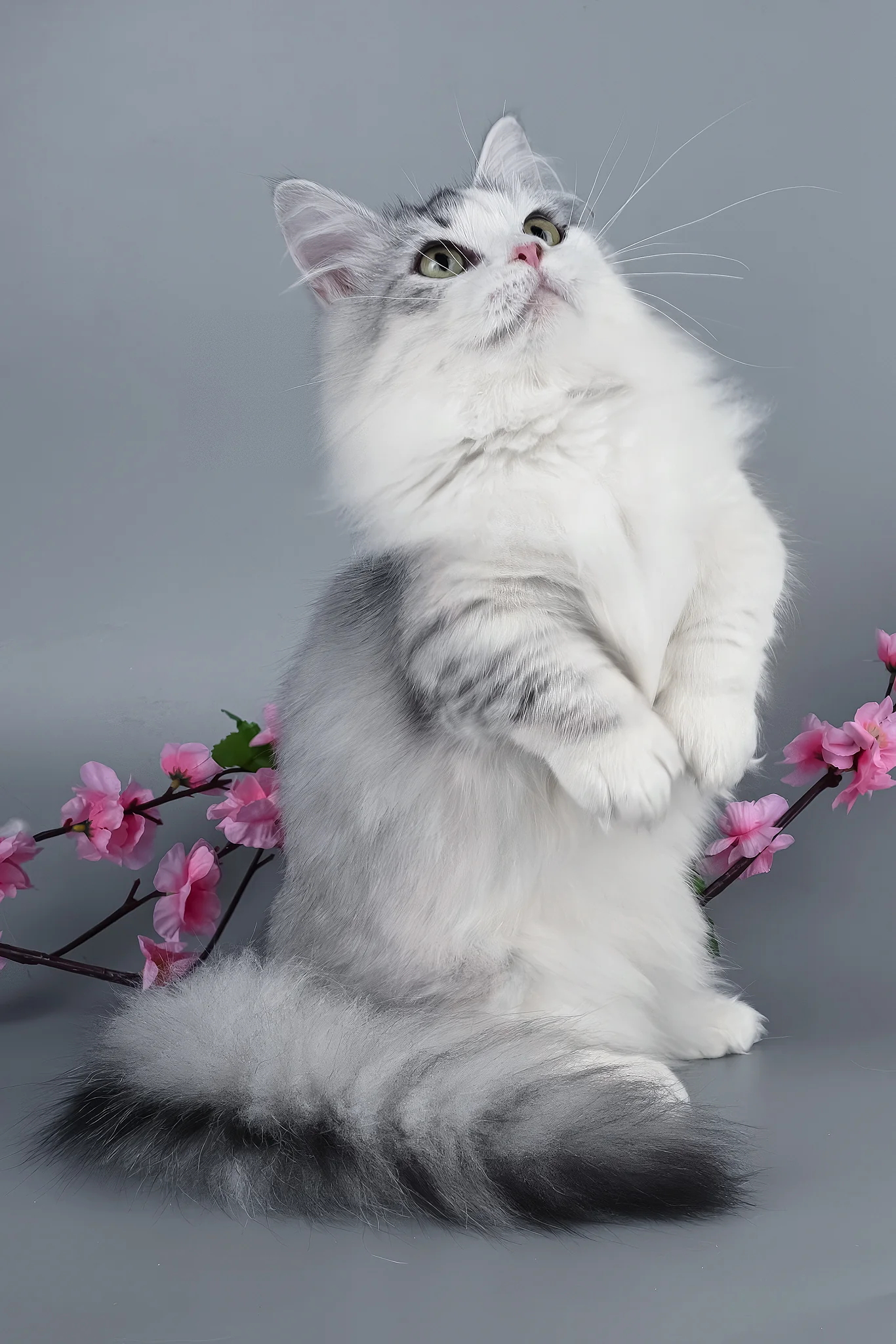 Valeris | Munchkin Kitten - Image 4