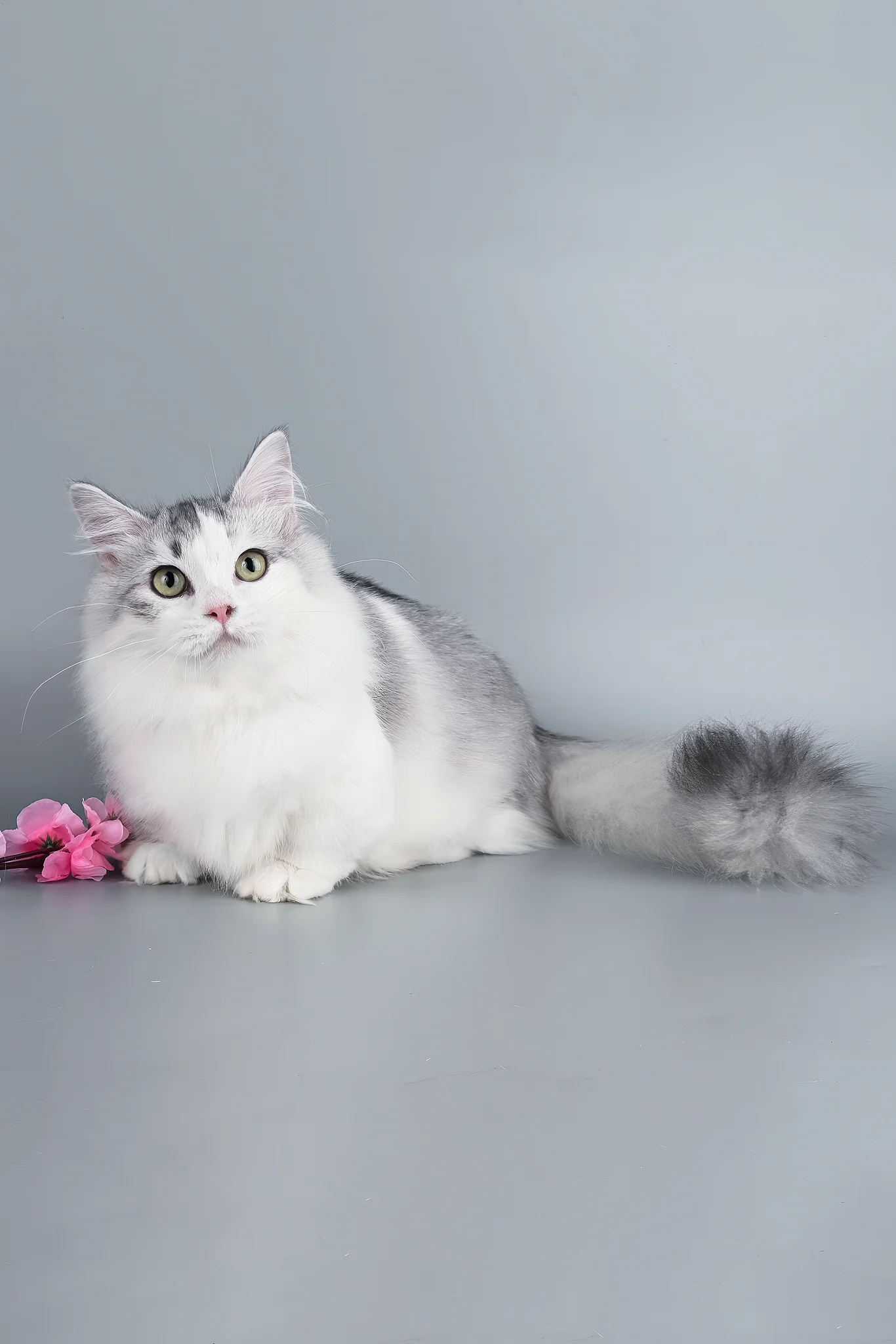 Valeris | Munchkin Kitten - Image 7