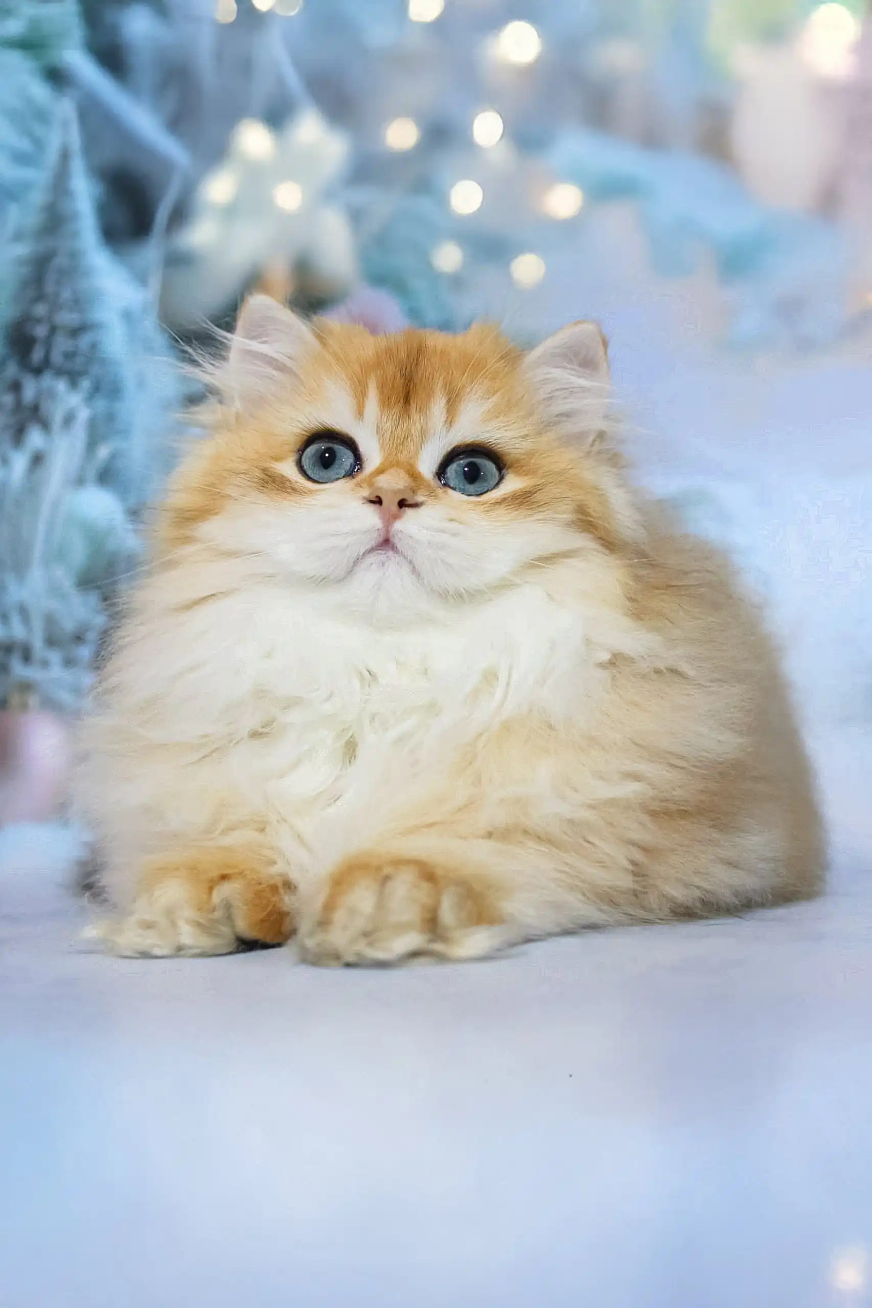 Valeriya | British Longhair Kitten - Image 4