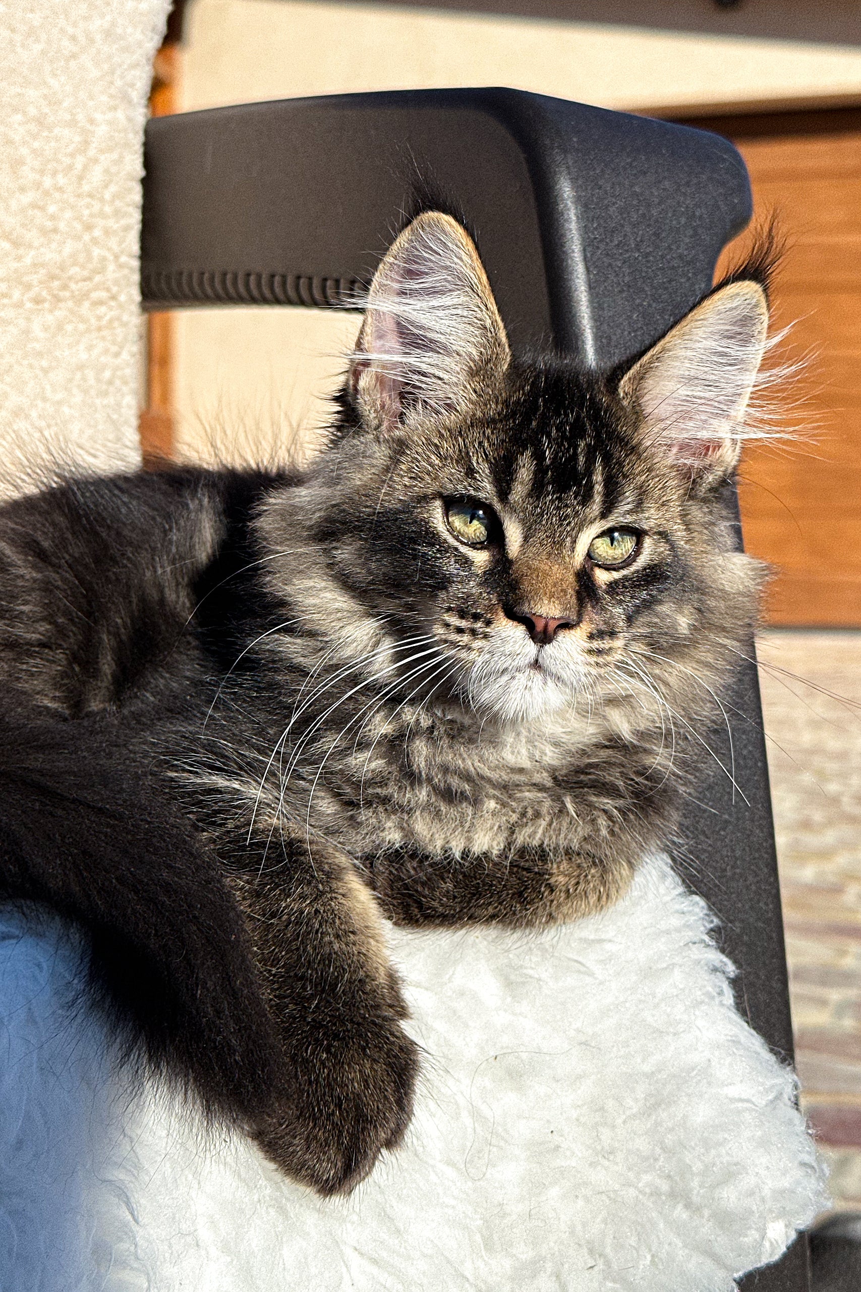 Van Gogh | Maine Coon Kitten - Image 2