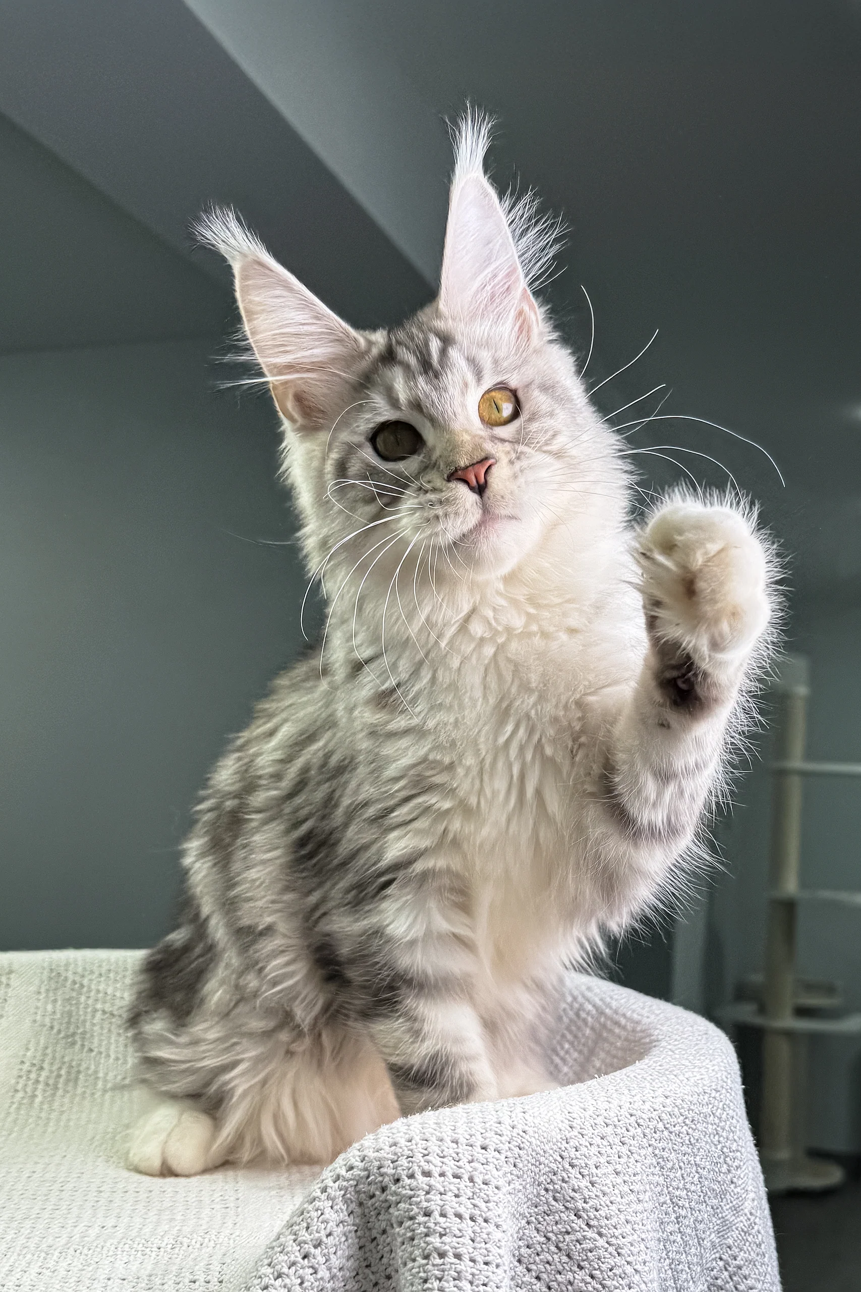 Vandergraff | Maine Coon Kitten - Image 2