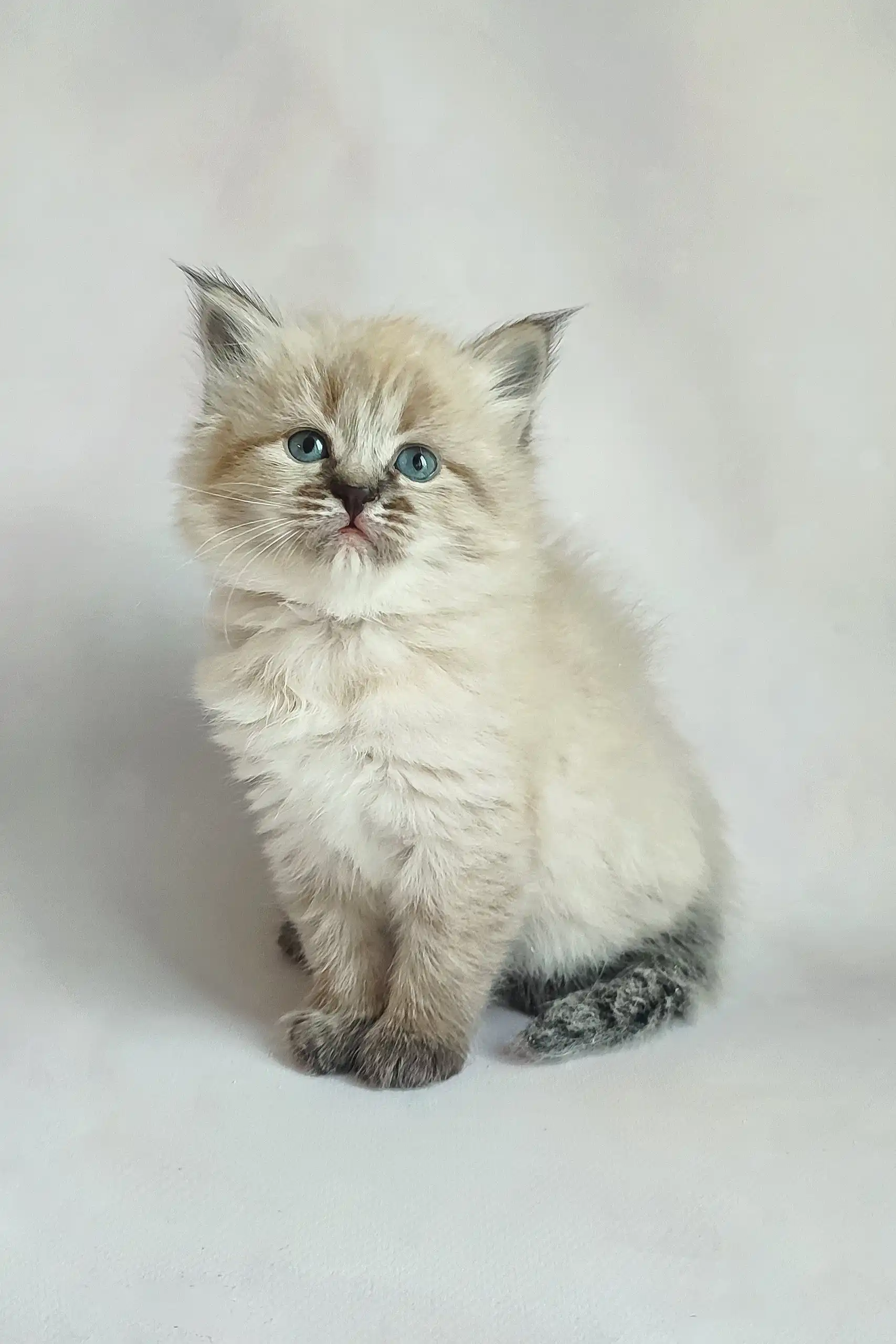 Vanessa | Siberian Kitten - Image 3