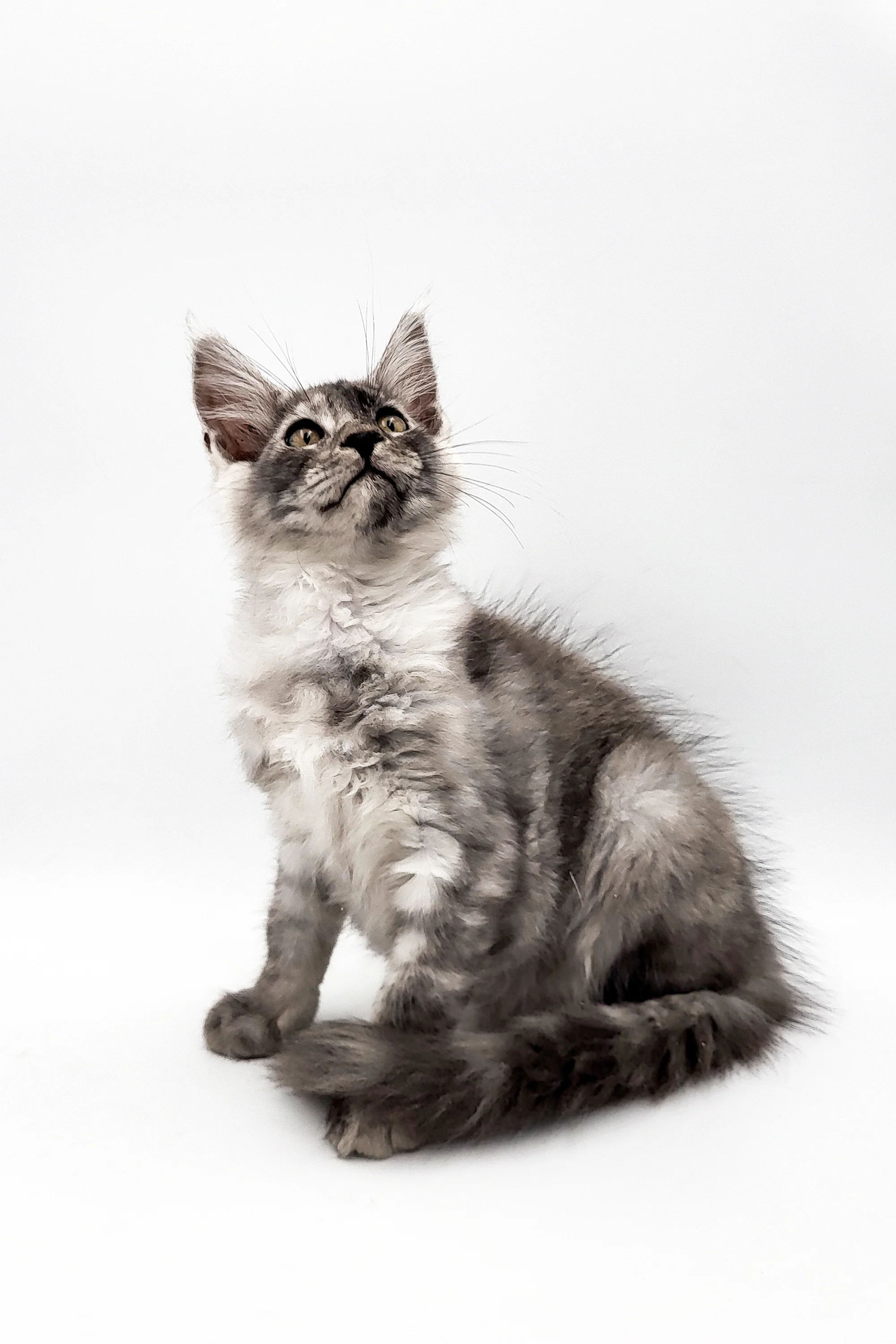 Vangog | Maine Coon Kitten - Image 5