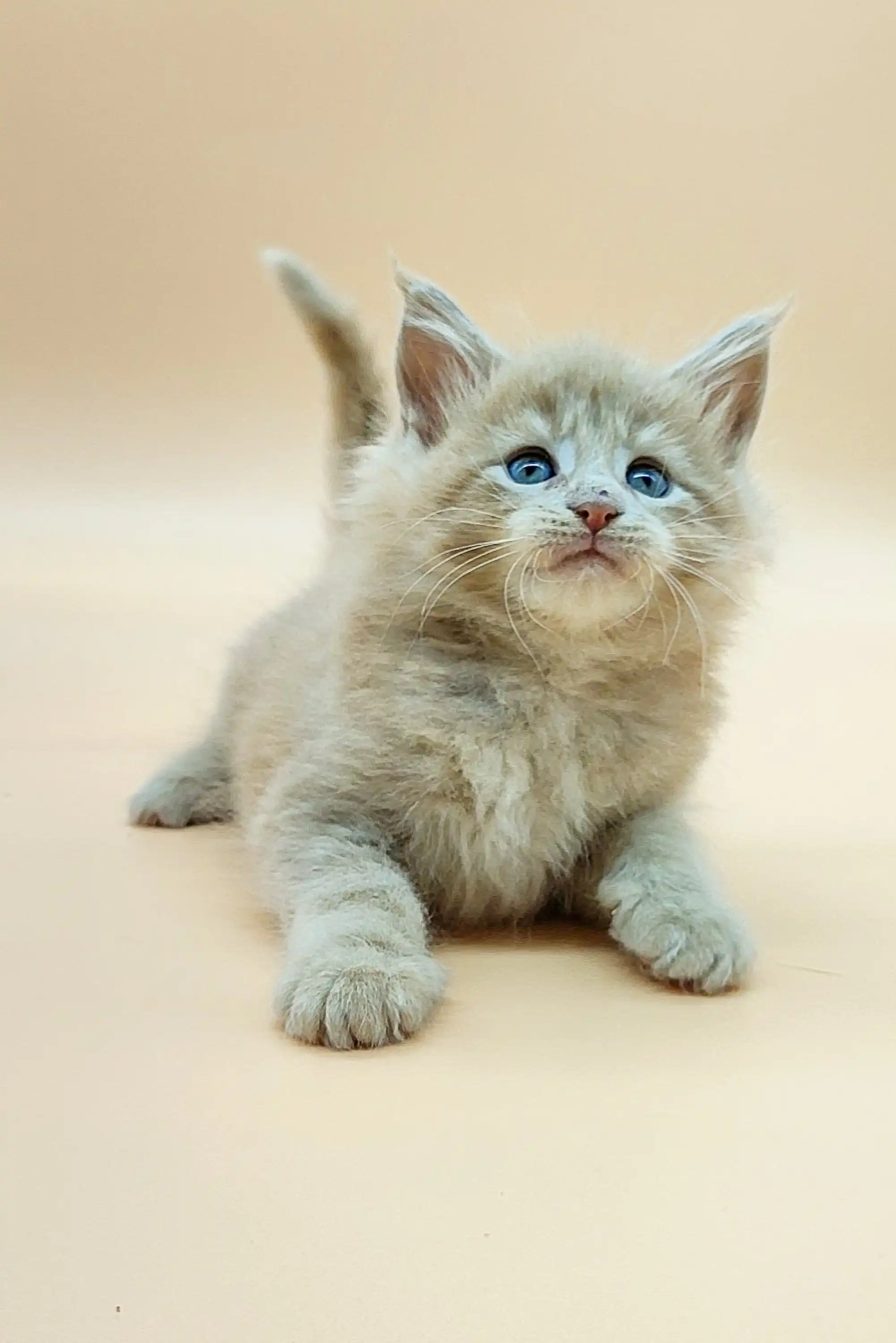 Varna | Maine Coon Kitten - Image 5