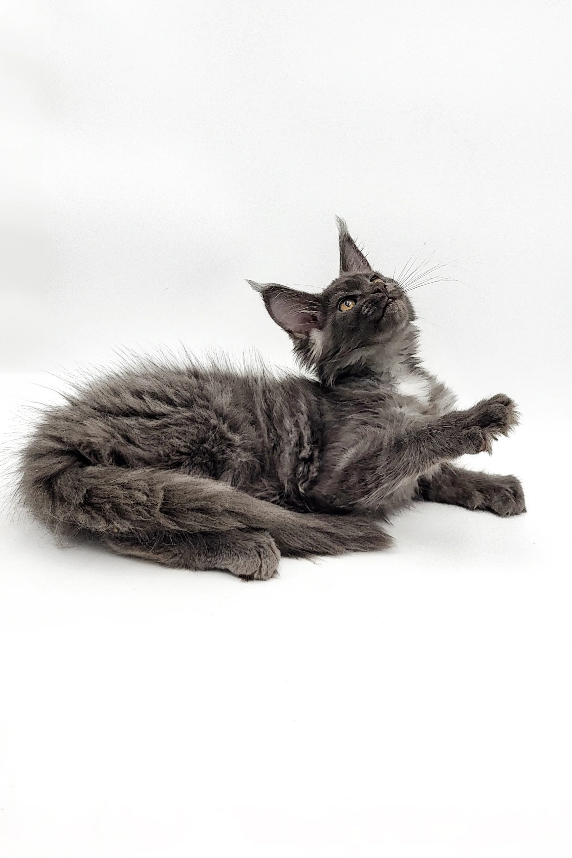 Vasilina | Maine Coon Kitten - Image 6