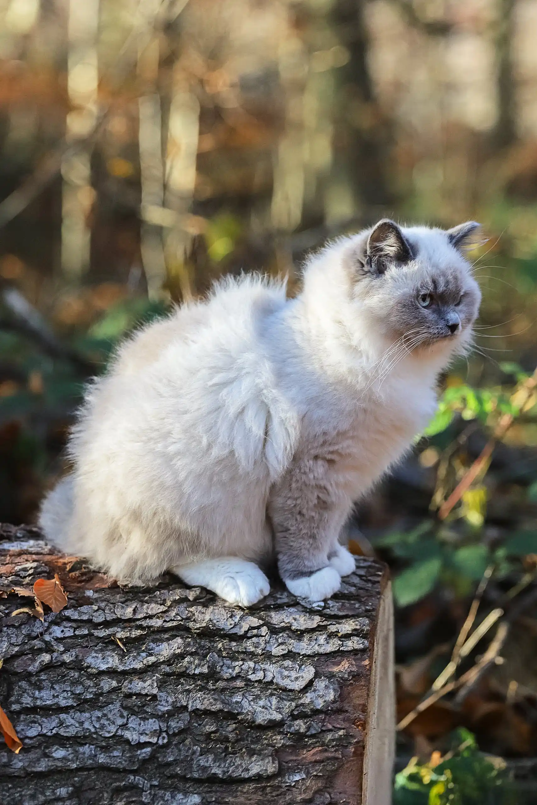 Veniamyn | Ragdoll Kitten - Image 10