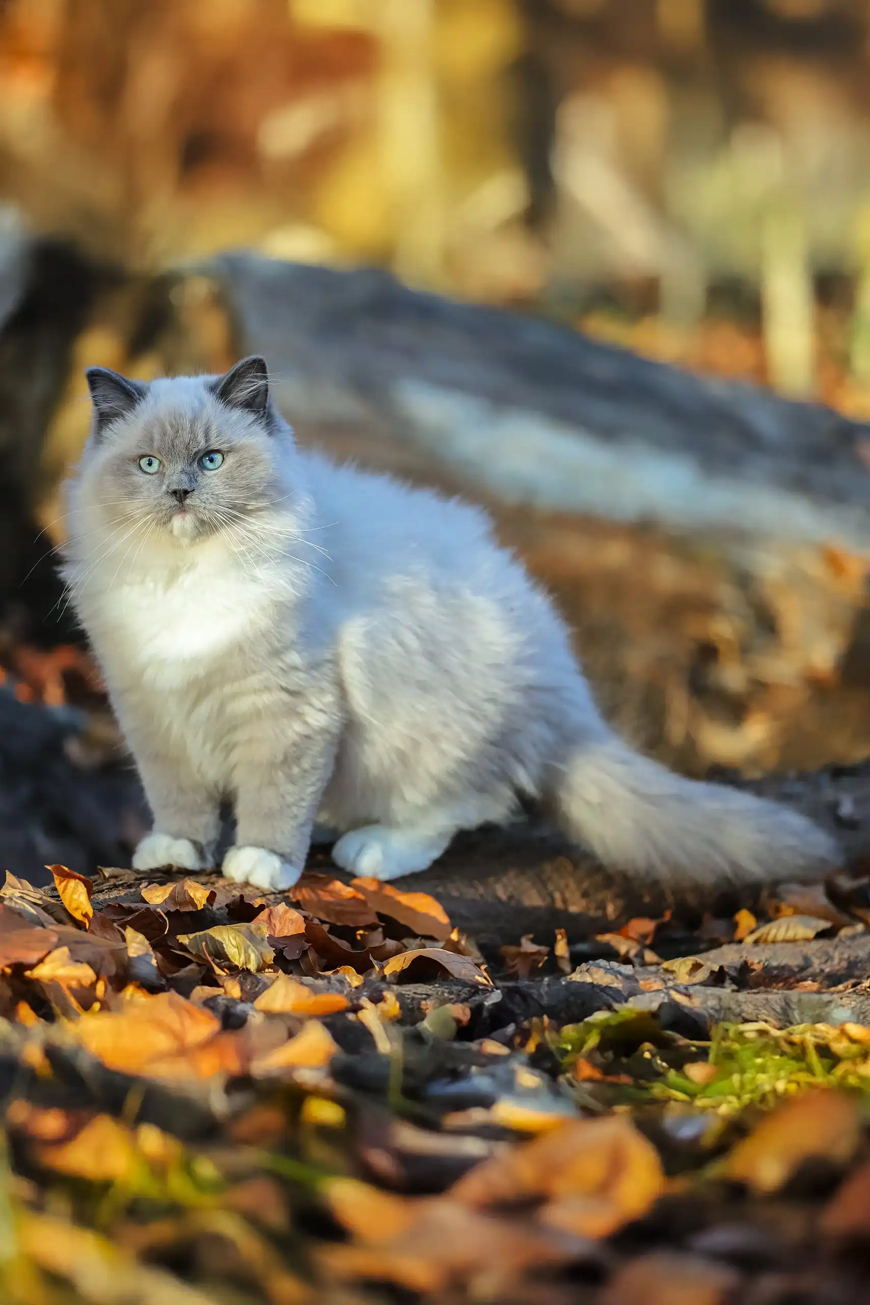 Veniamyn | Ragdoll Kitten - Image 2