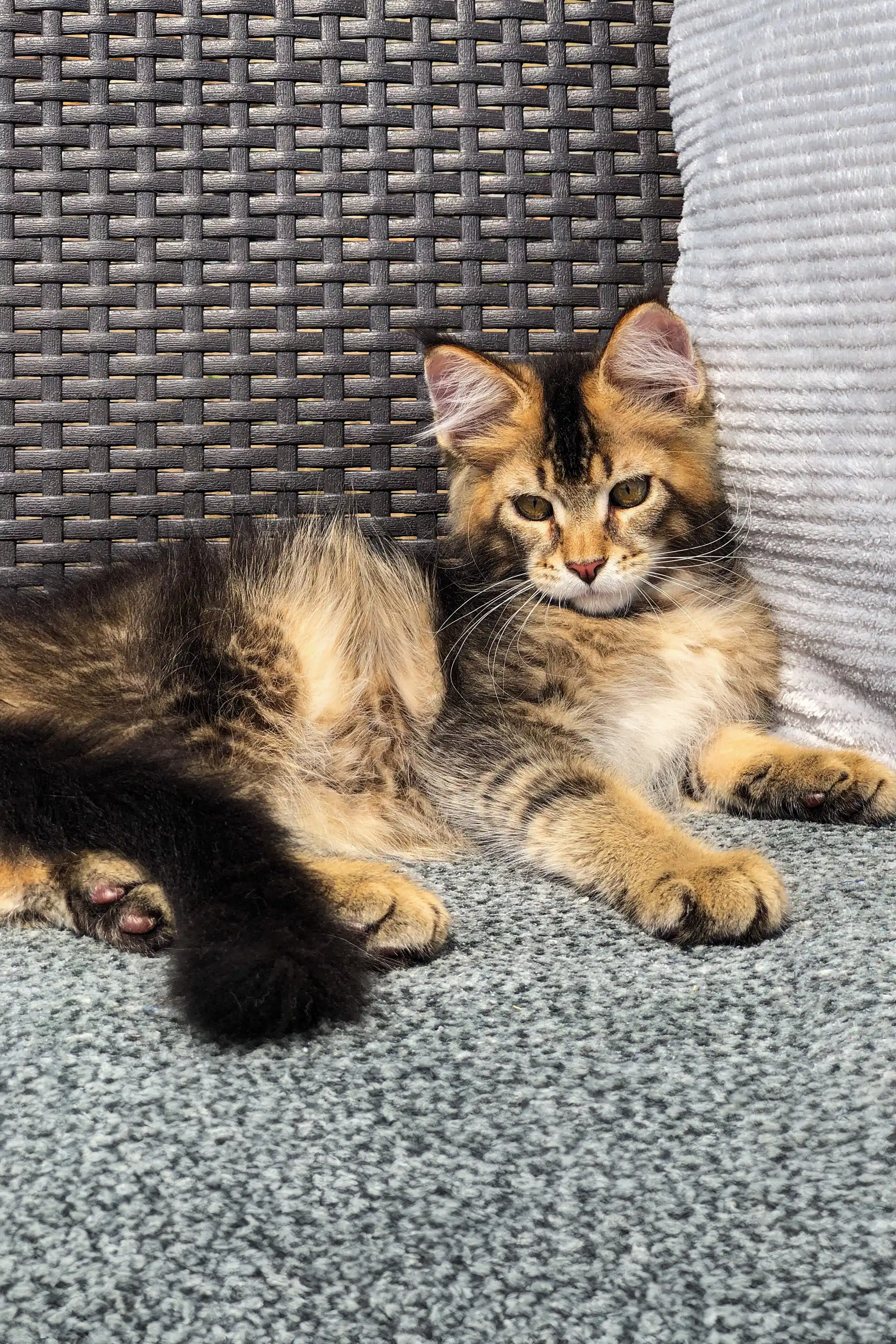 Vermont | Golden Maine Coon Kitten - Image 10