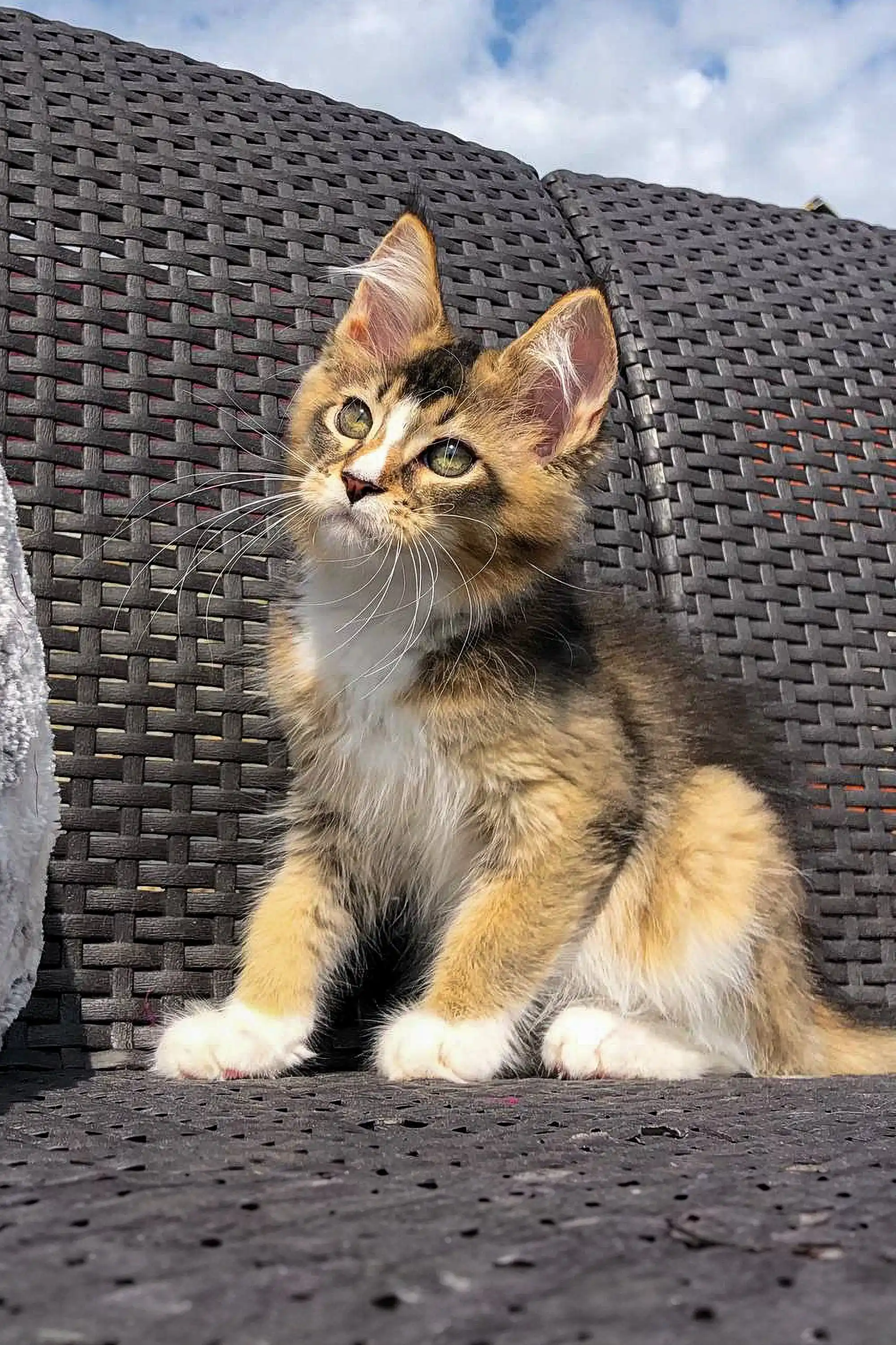 Vernon | Golden Maine Coon Kitten - Image 7