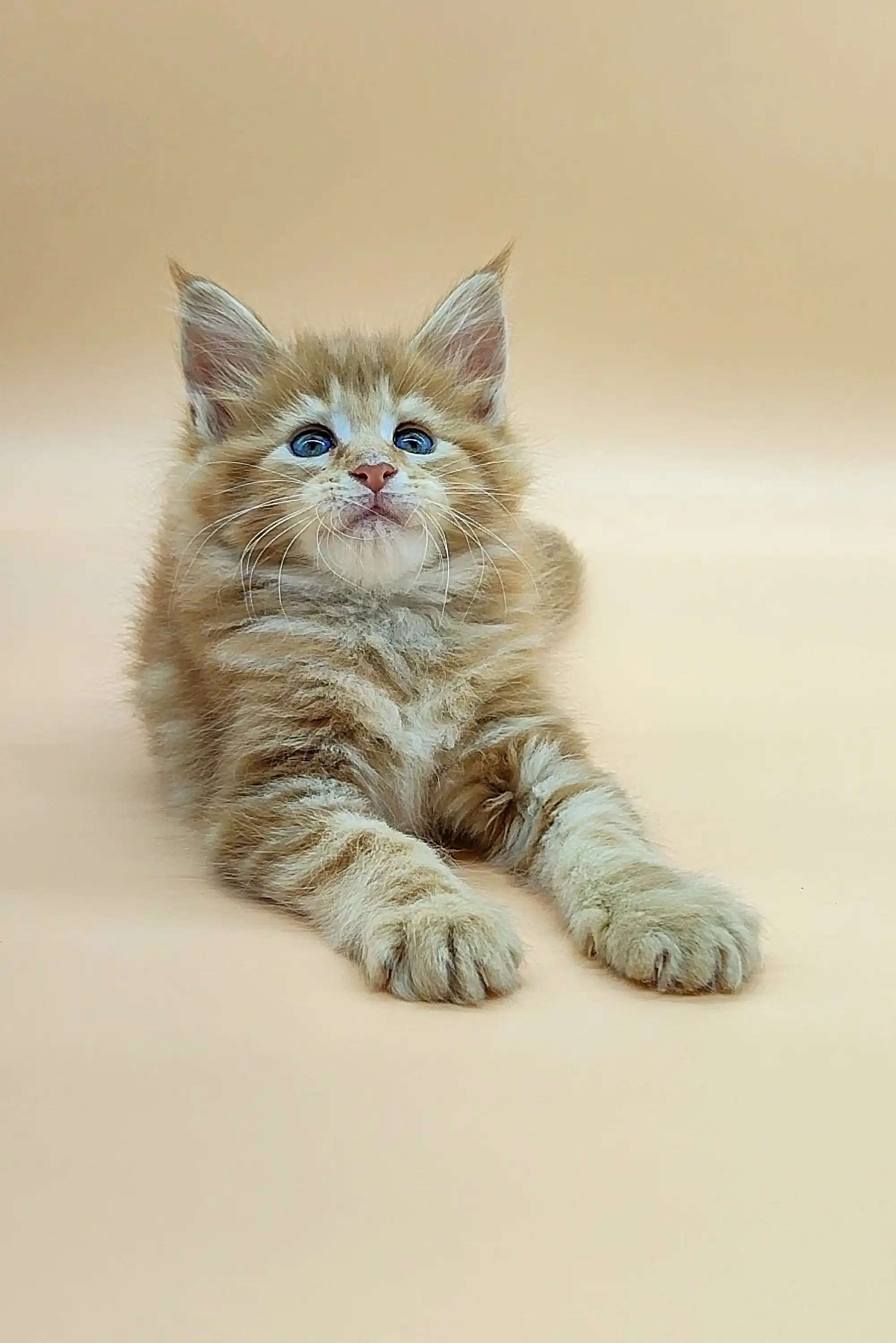 Verona | Maine Coon Kitten - Image 7