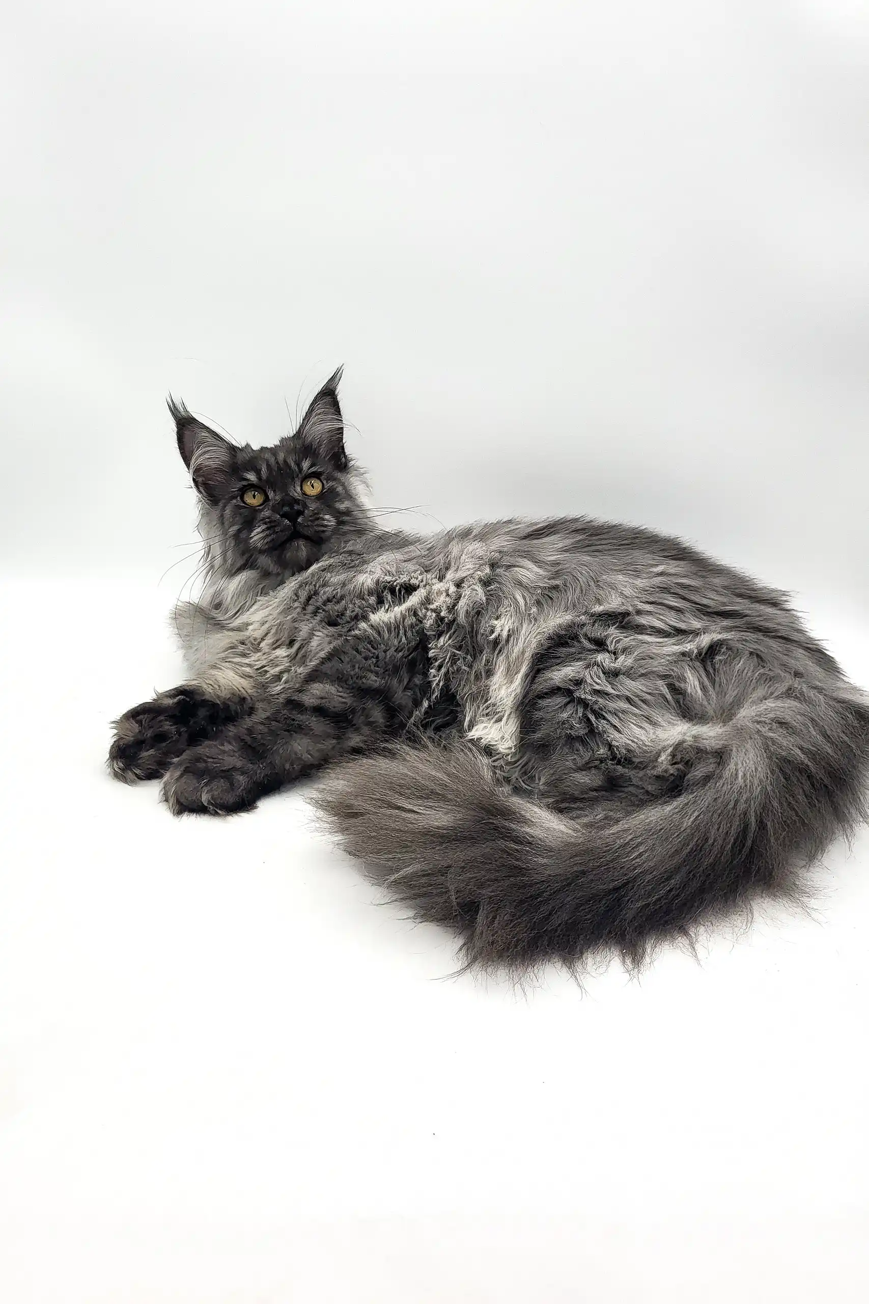 Vesta | Maine Coon Kitten - Image 6