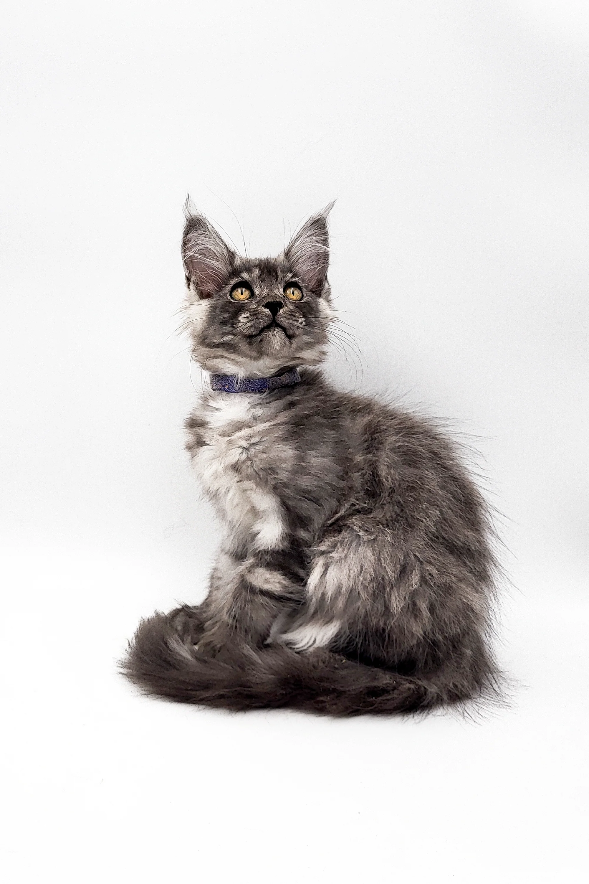 Veter | Maine Coon Kitten - Image 2