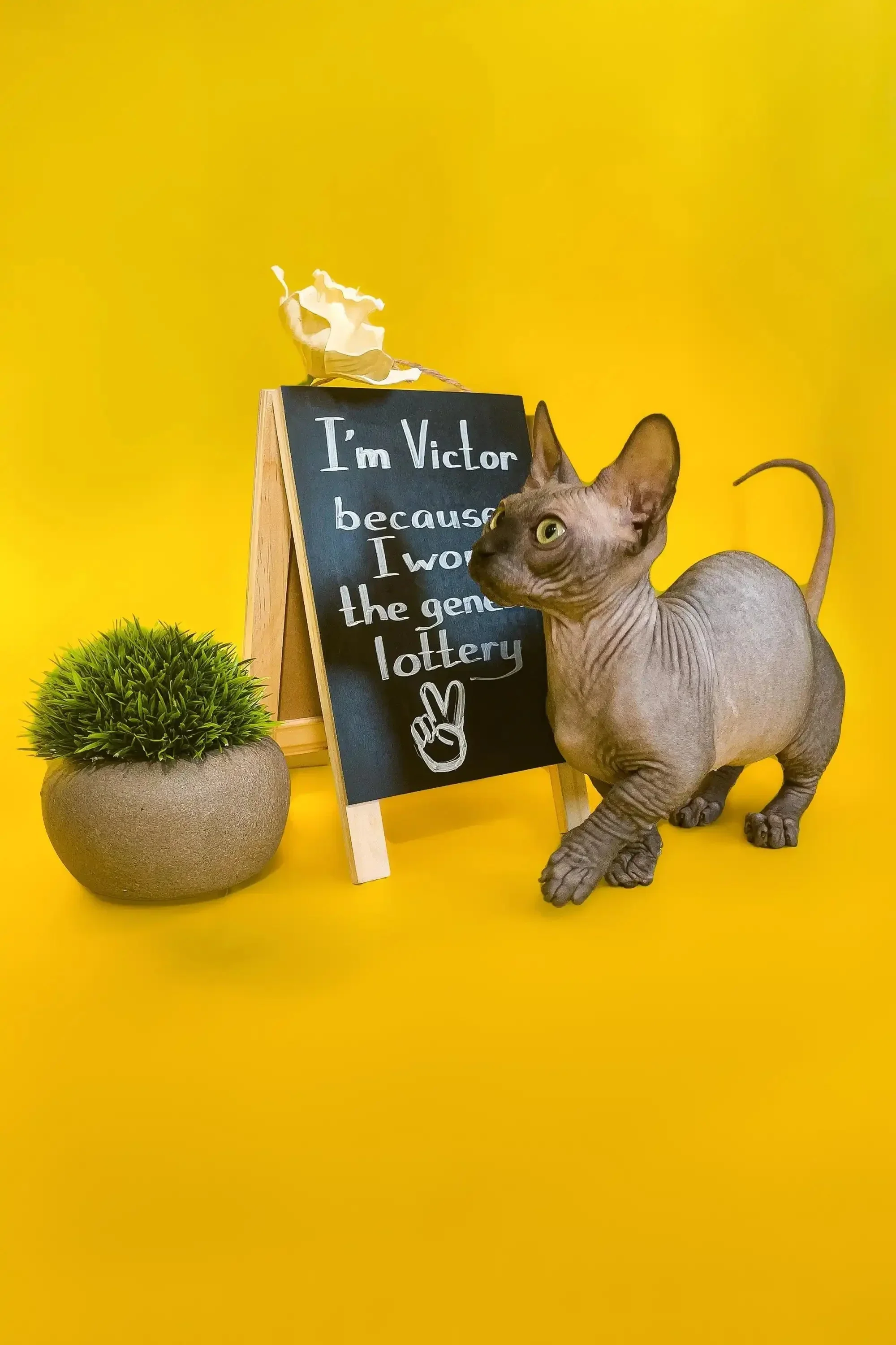 Victor | Bambino Kitten - Image 3