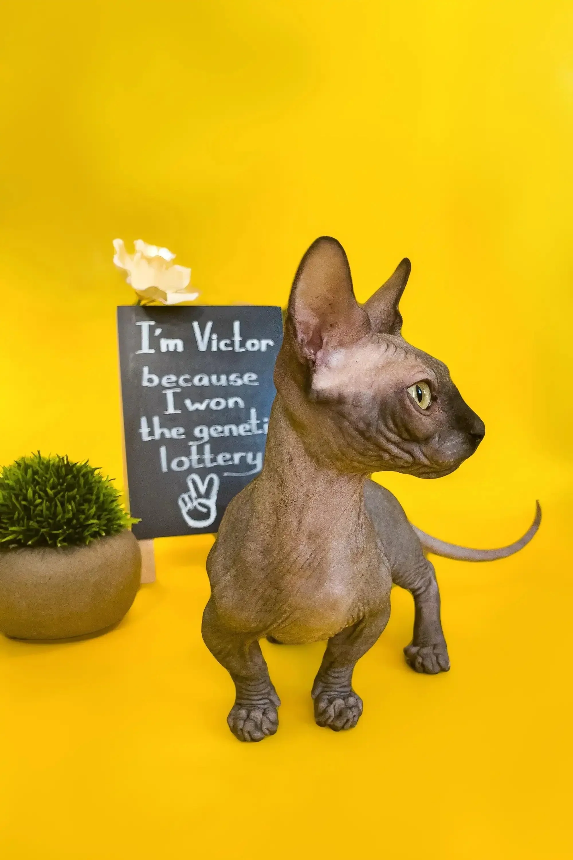 Victor | Bambino Kitten - Image 4