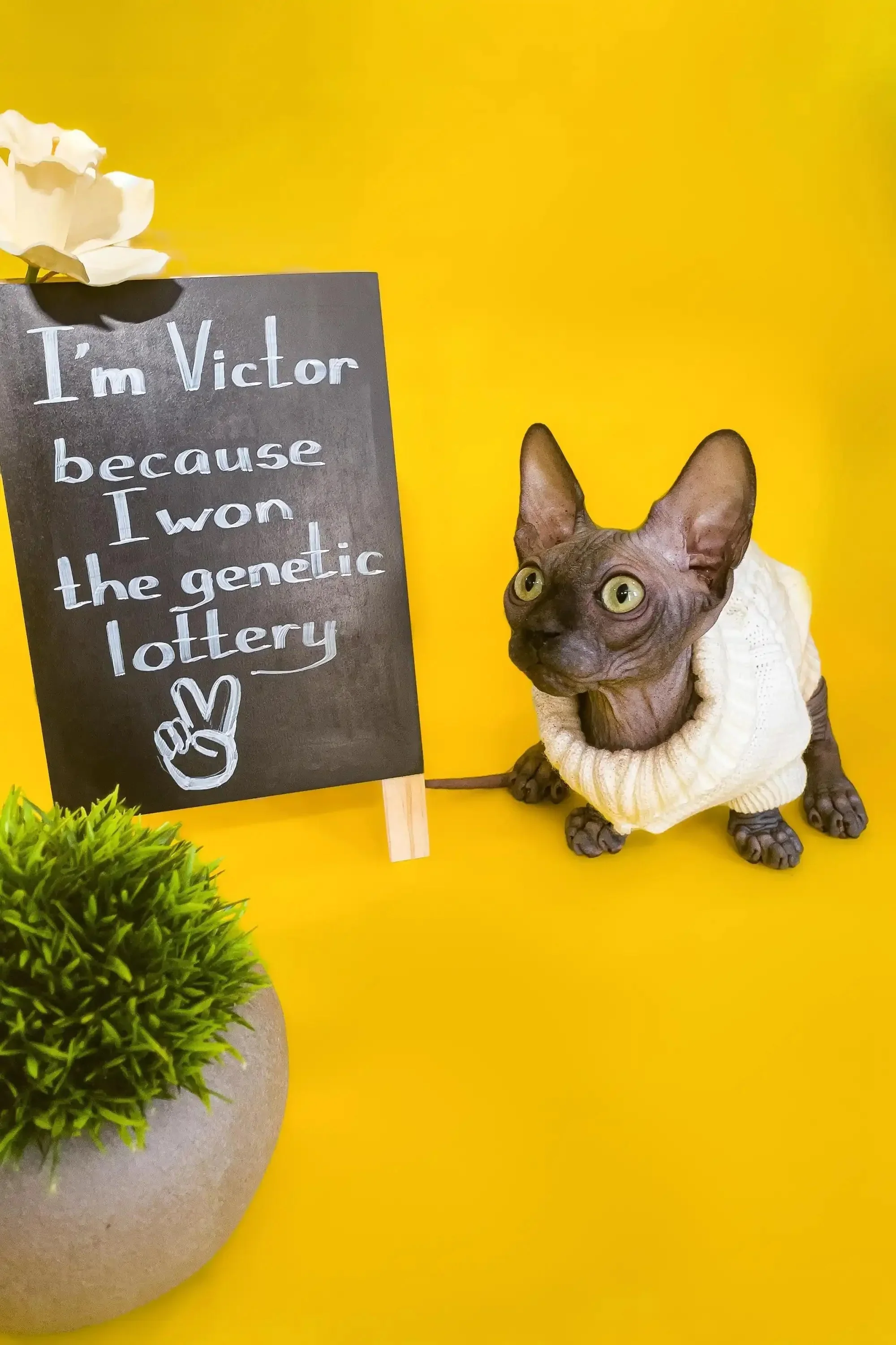 Victor | Bambino Kitten - Image 5