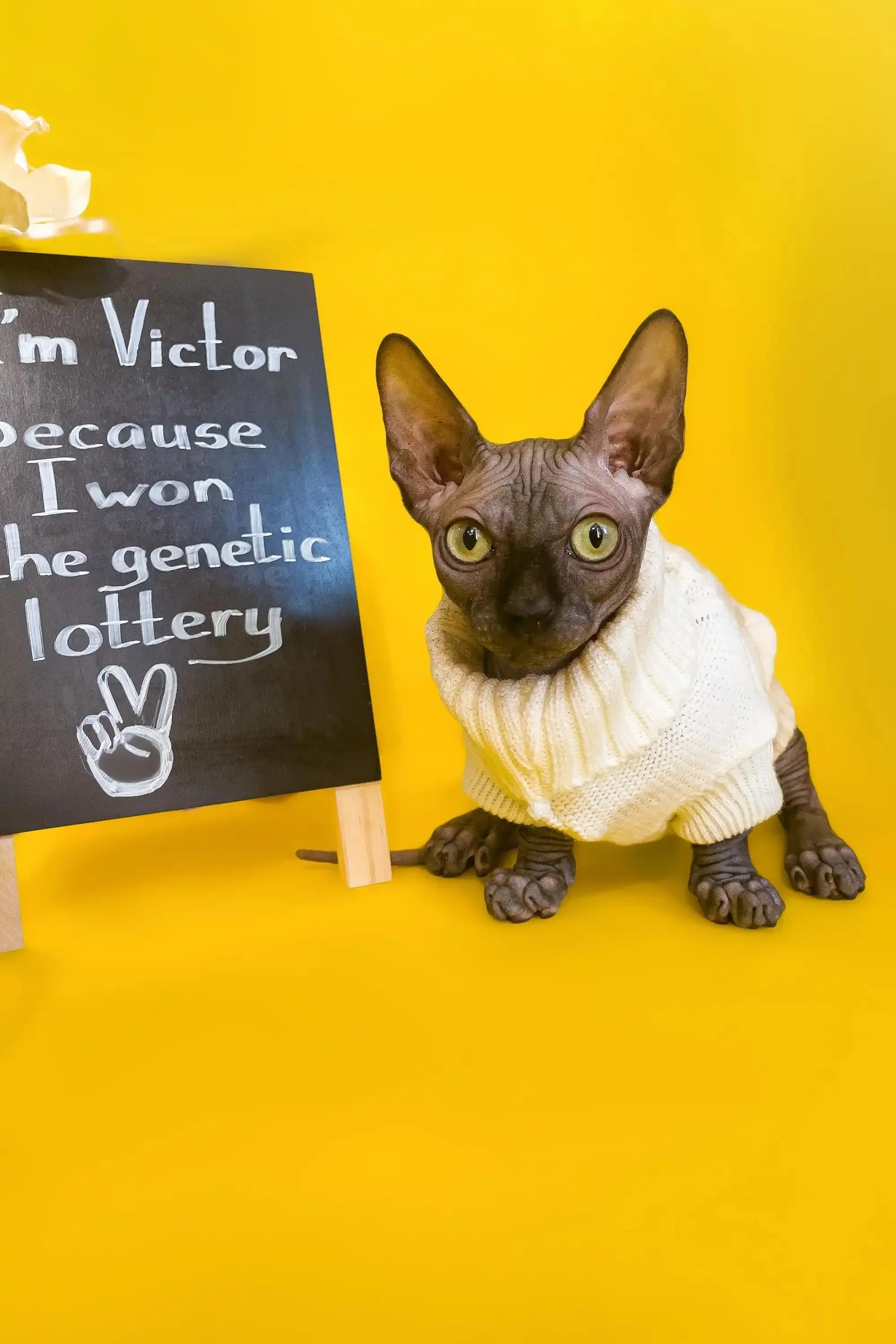 Victor | Bambino Kitten - Image 6