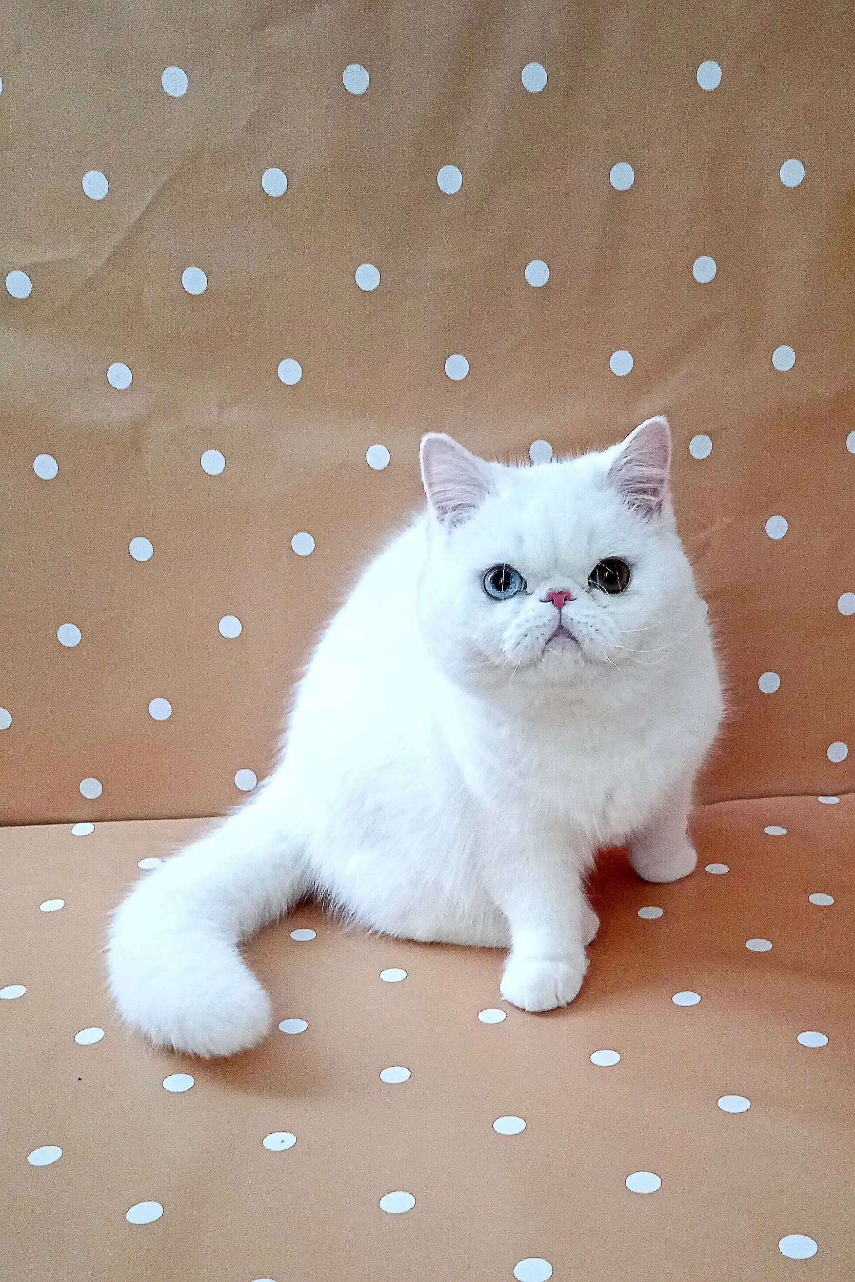 Viking | Exotic Shorthair Kitten - Image 4