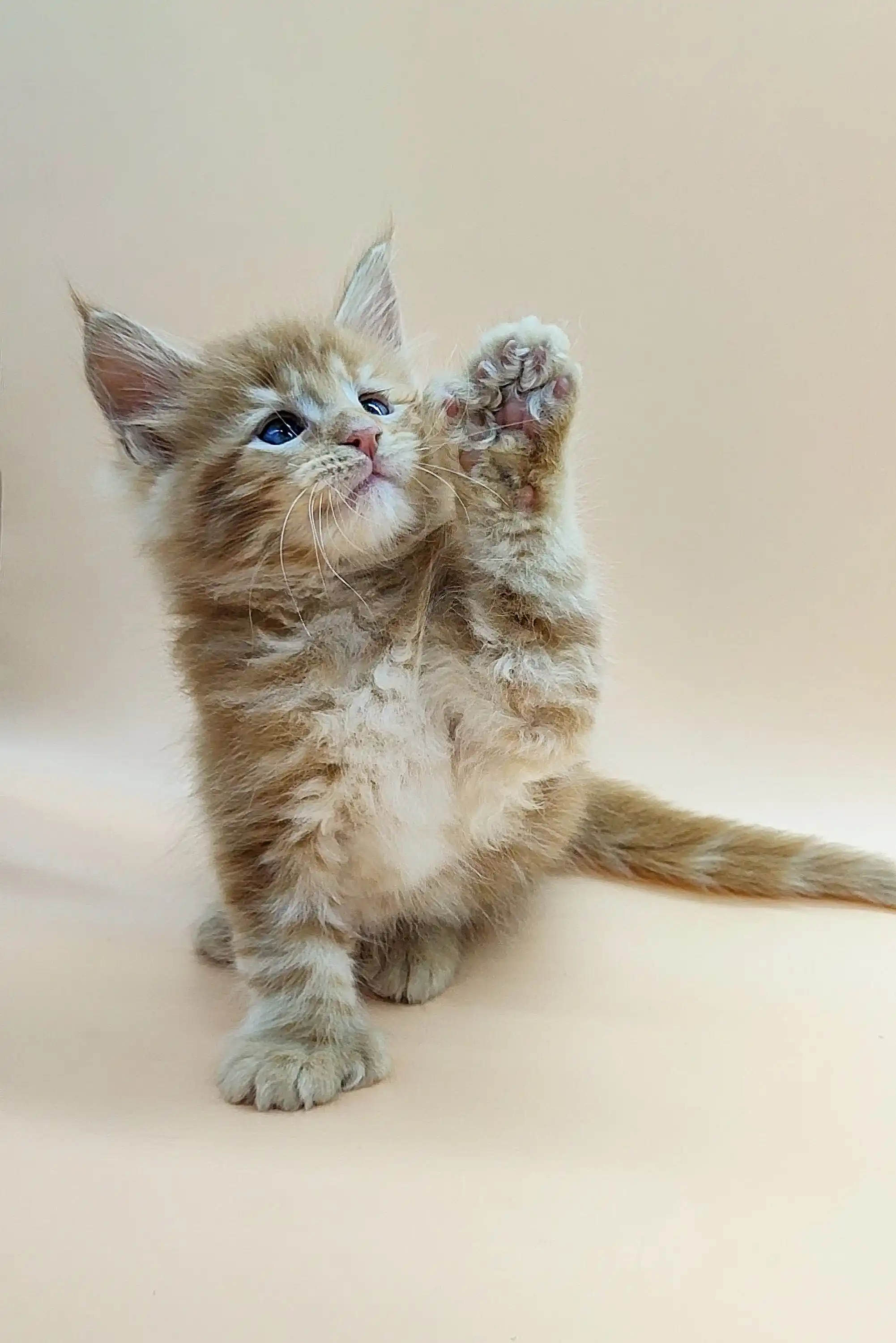 Viking | Polydactyl Maine Coon - Image 5