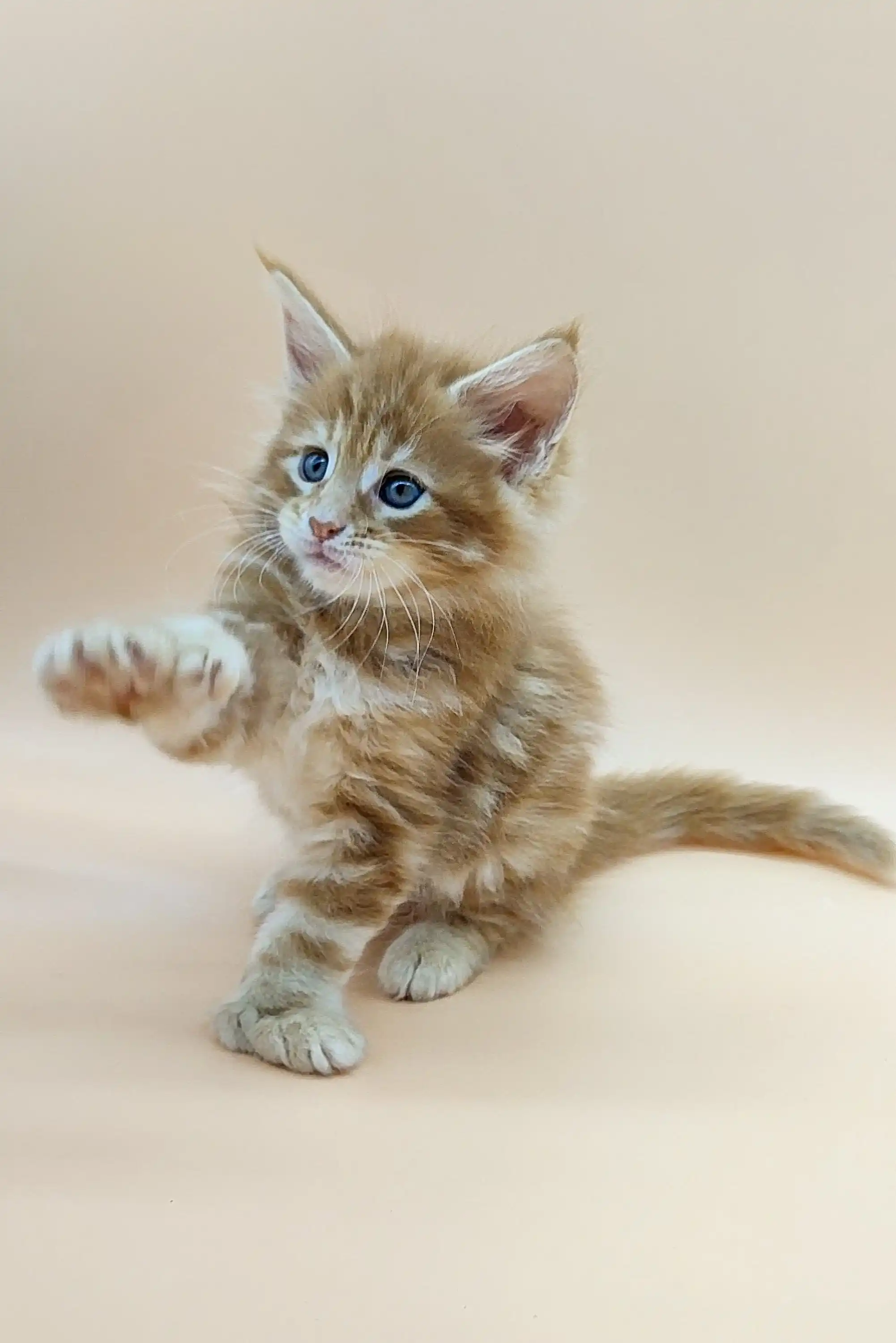 Viking | Polydactyl Maine Coon - Image 7