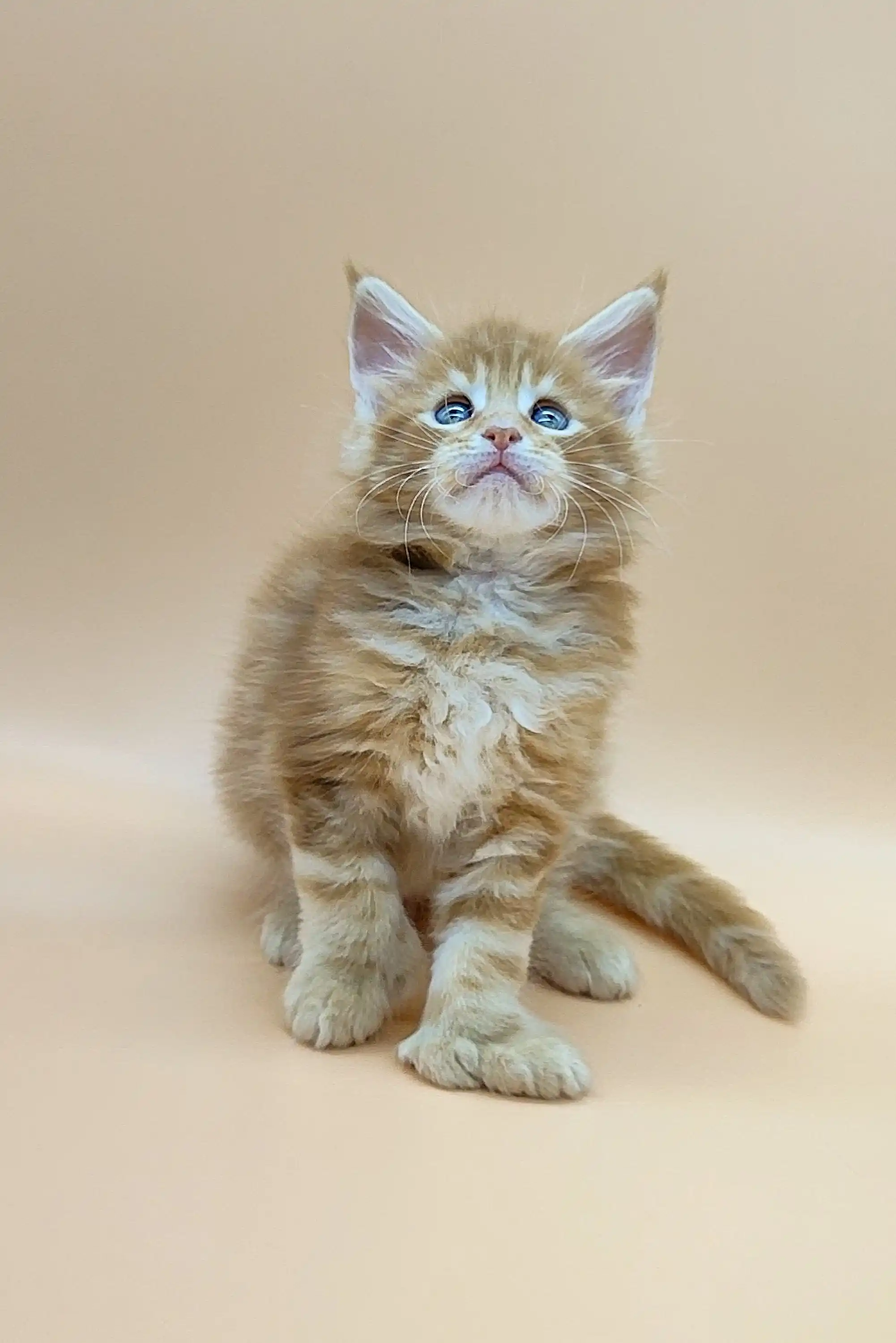 Viking | Polydactyl Maine Coon - Image 8