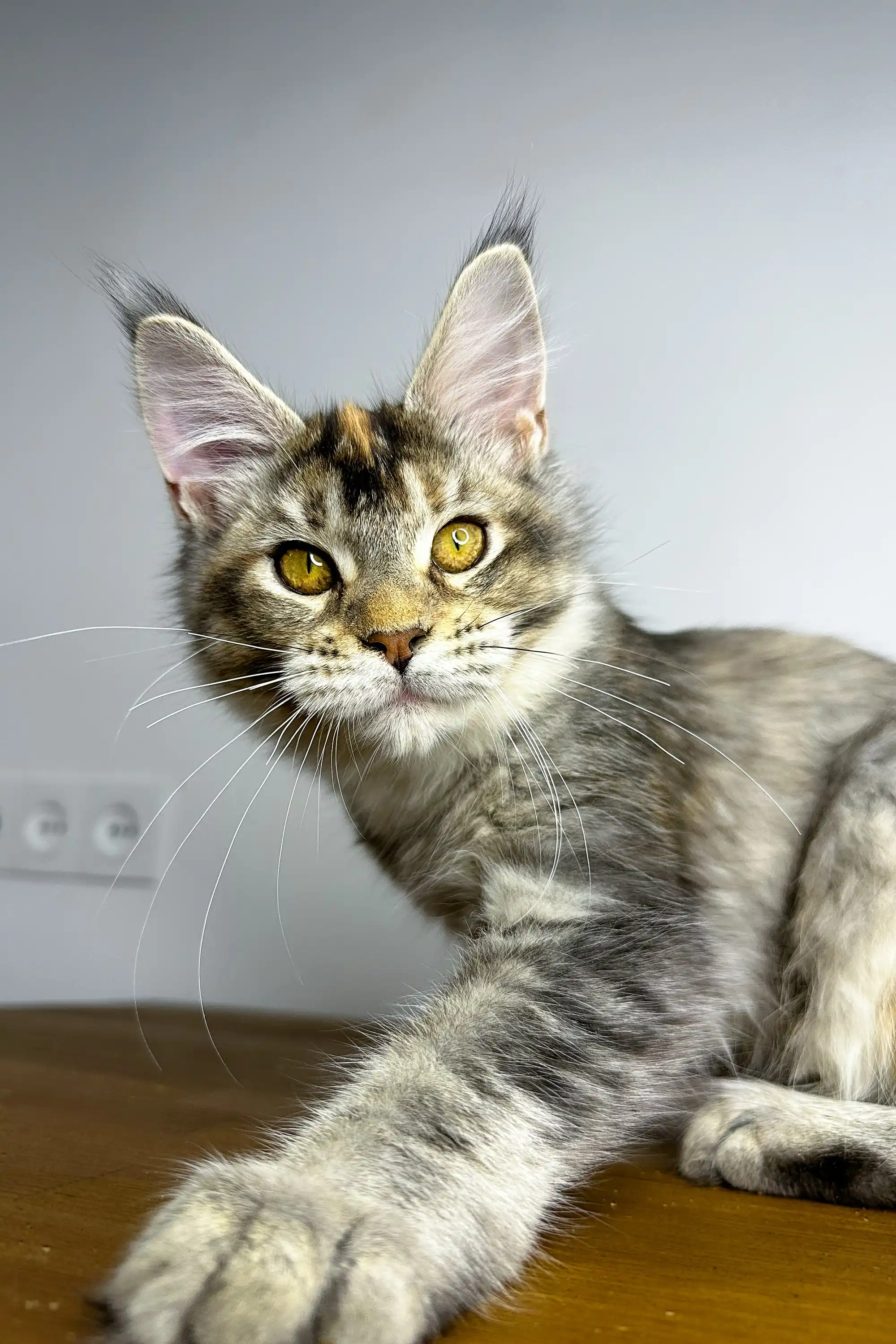 Viktory | Maine Coon Kitten - Image 4