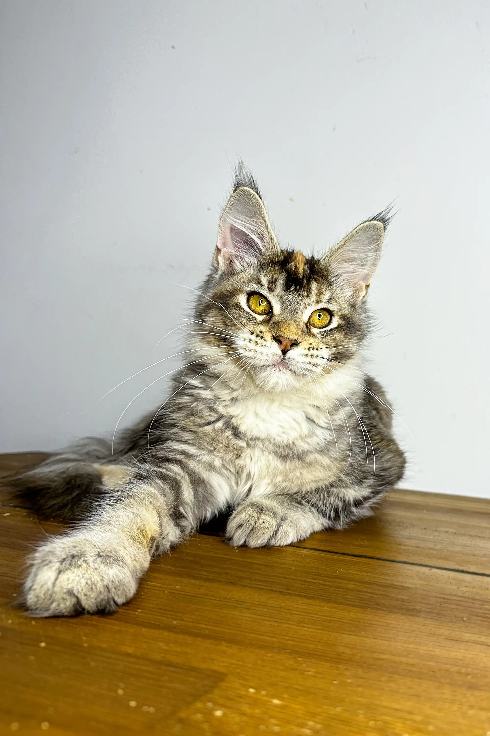 Viktory | Maine Coon Kitten - Image 6