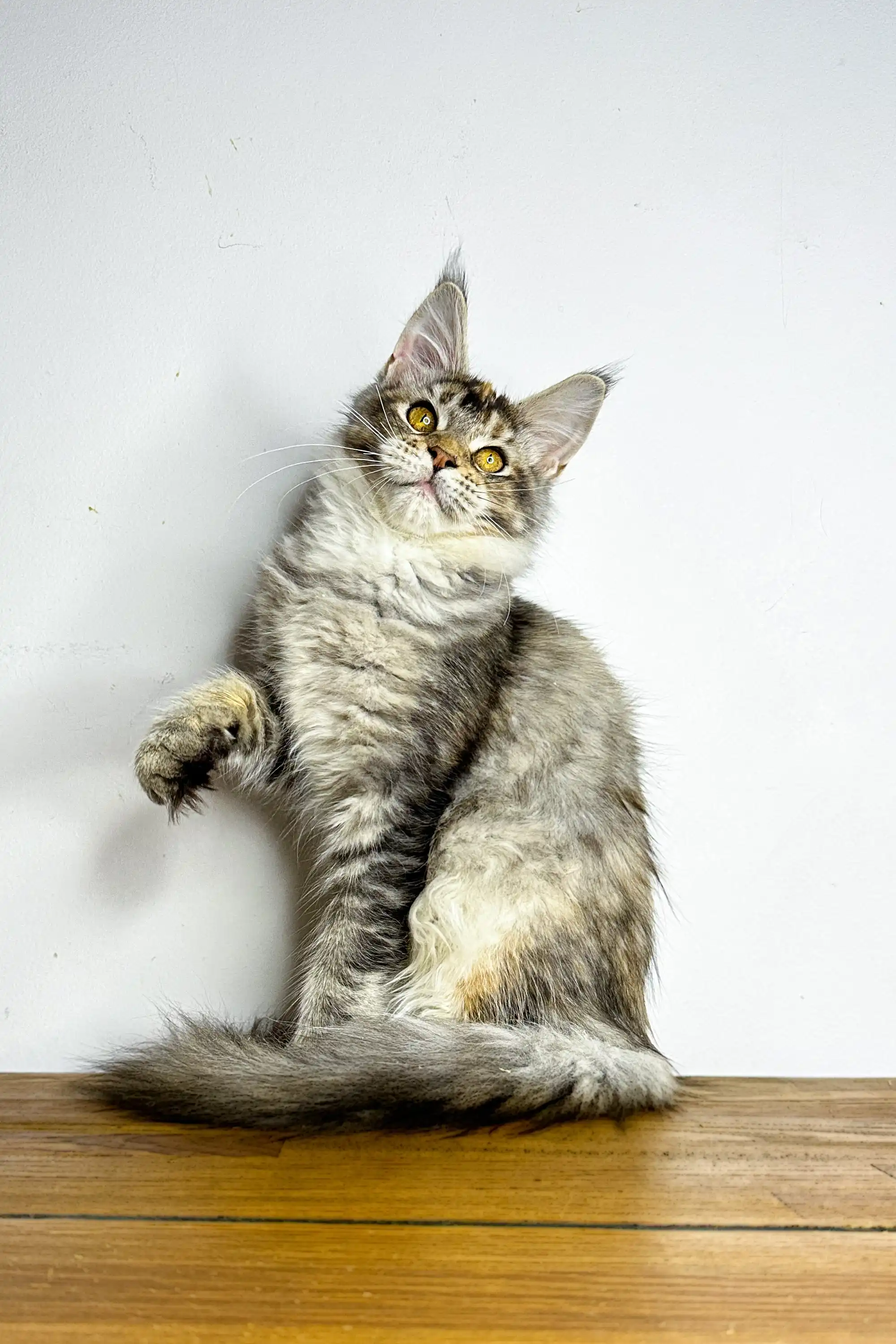 Viktory | Maine Coon Kitten - Image 8