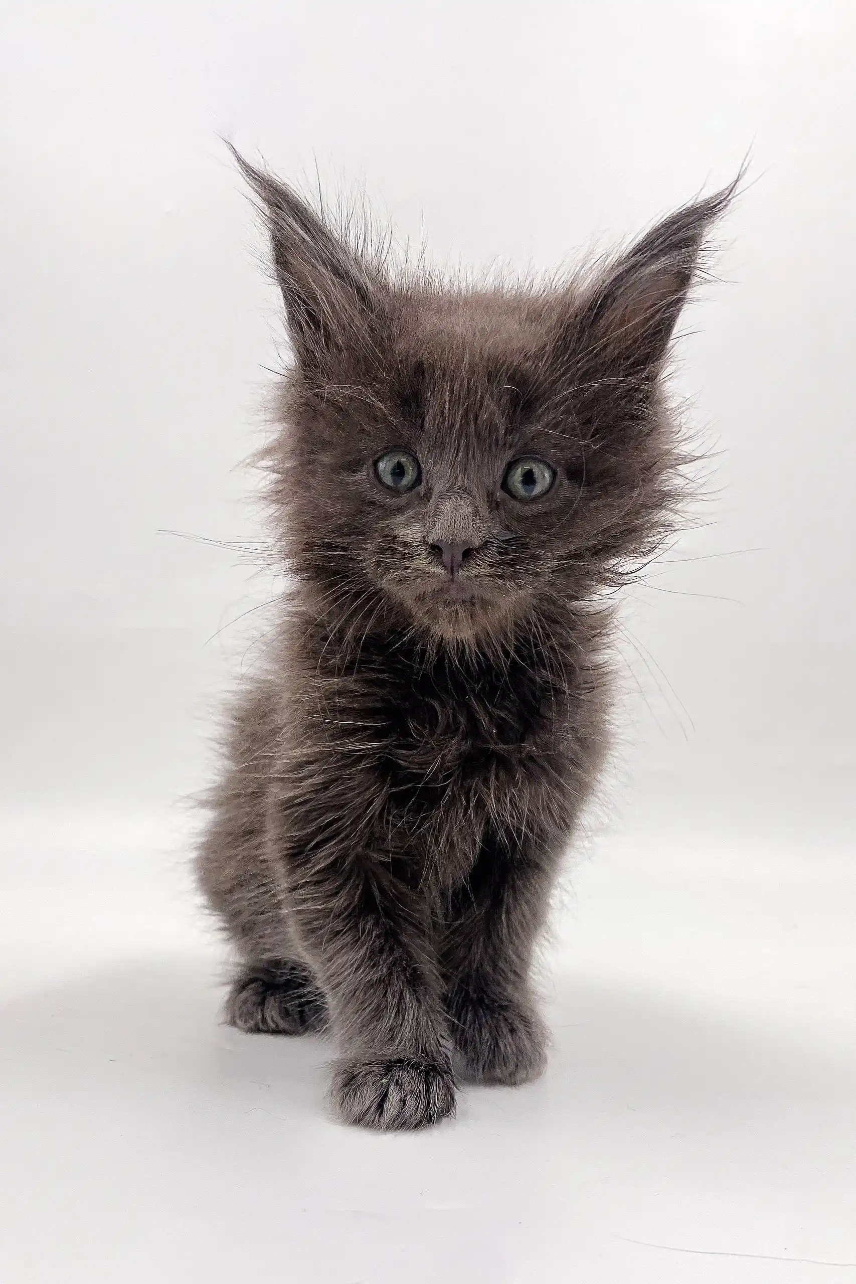 Villis | Maine Coon Kitten - Image 2