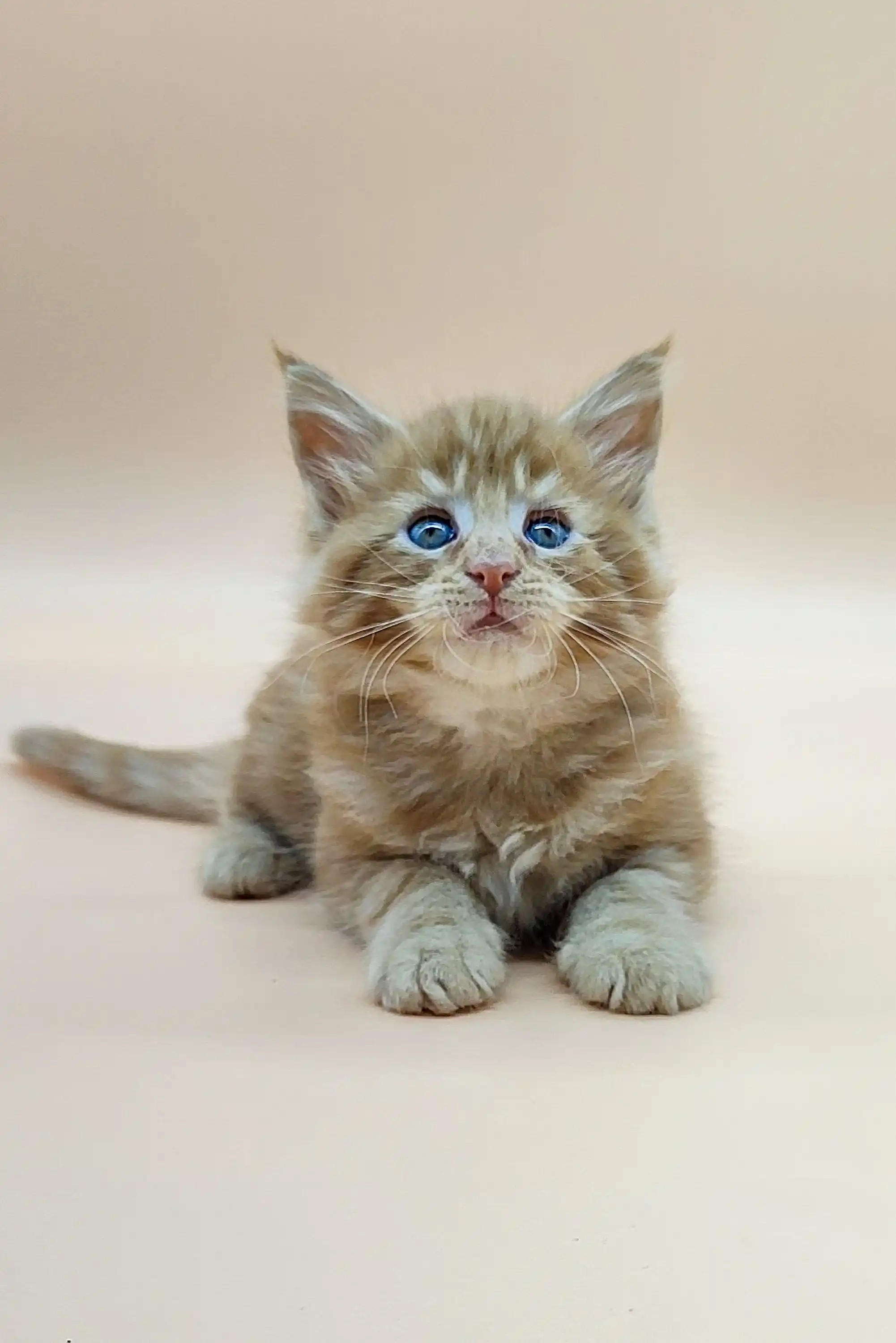 Villis | Maine Coon Kitten - Image 5