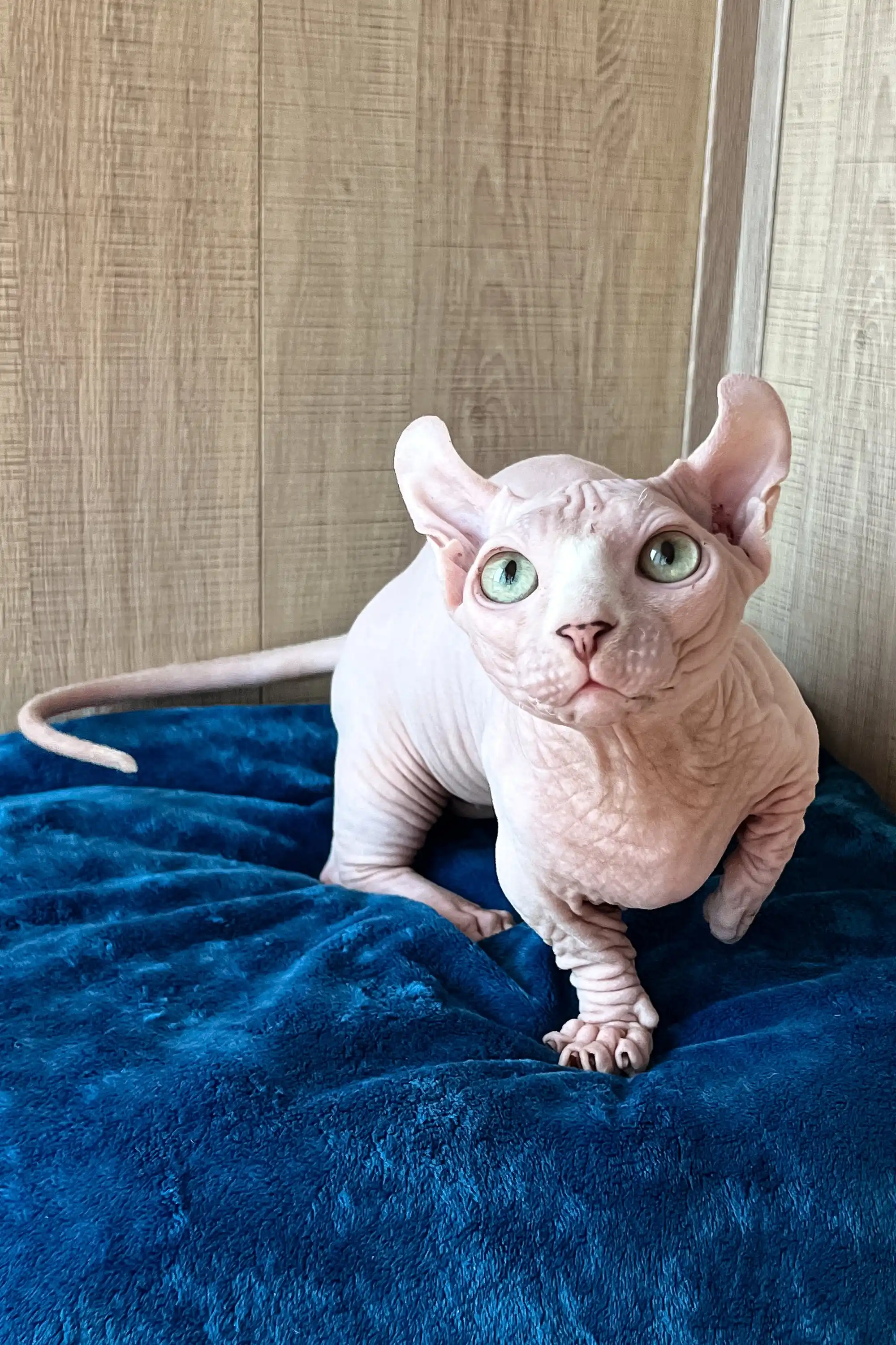 Vincent | Dwelf Sphynx Kitten - Image 6