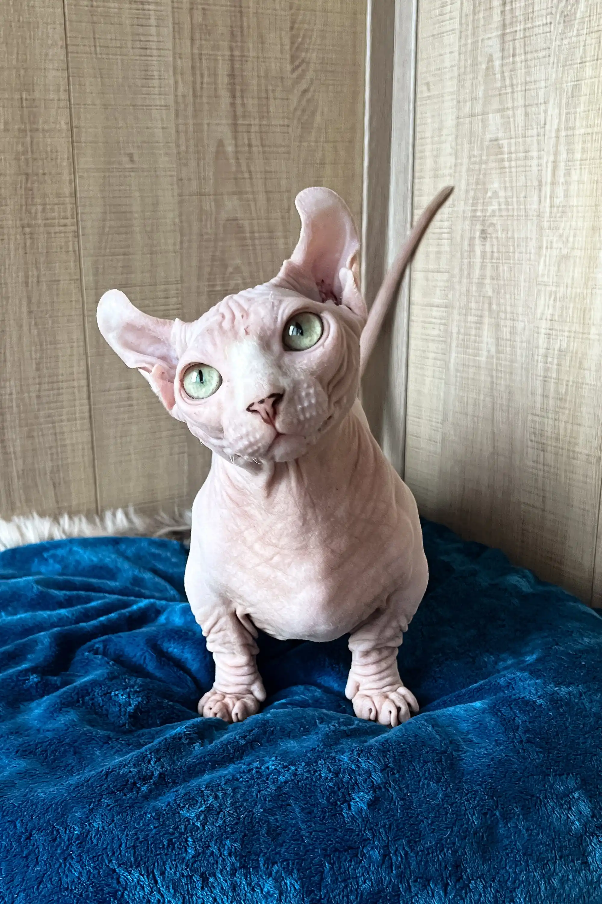 Vincent | Dwelf Sphynx Kitten - Image 8