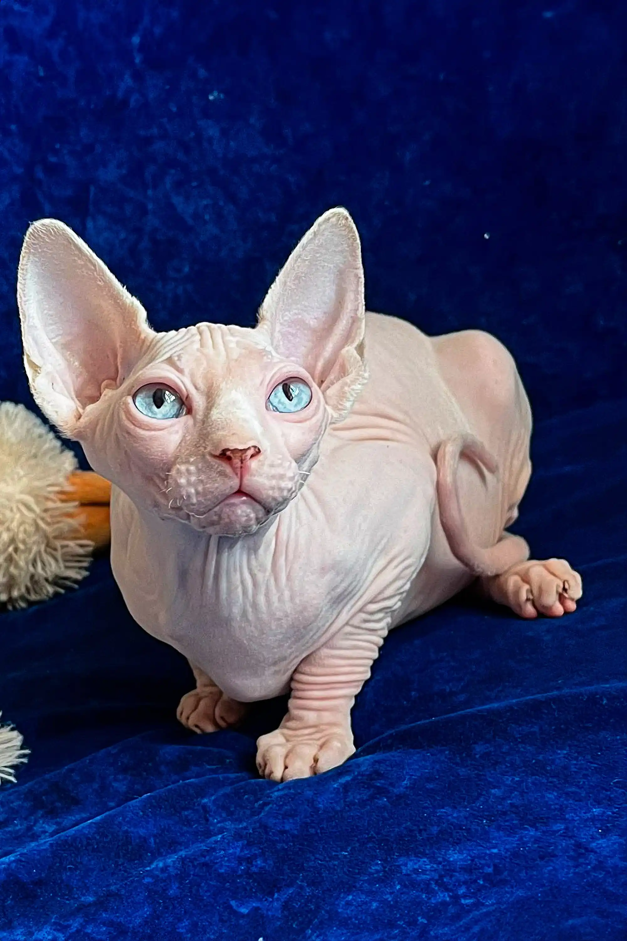 Vincent | Sphynx Kitten - Image 3