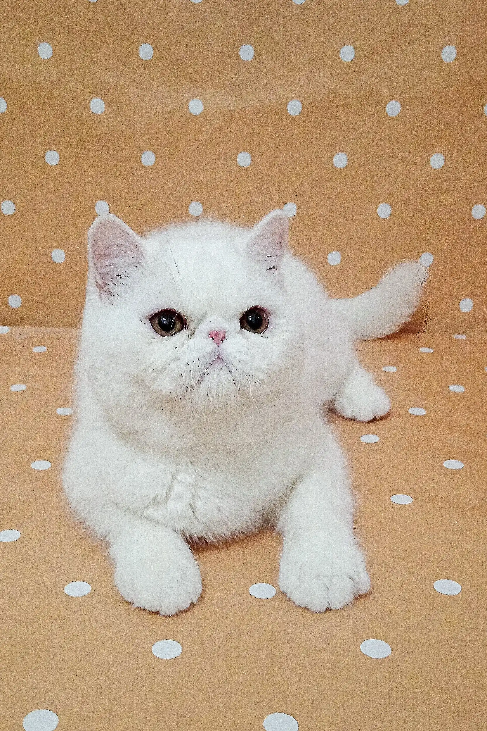 Vinny | Exotic Shorthair Kitten - Image 7