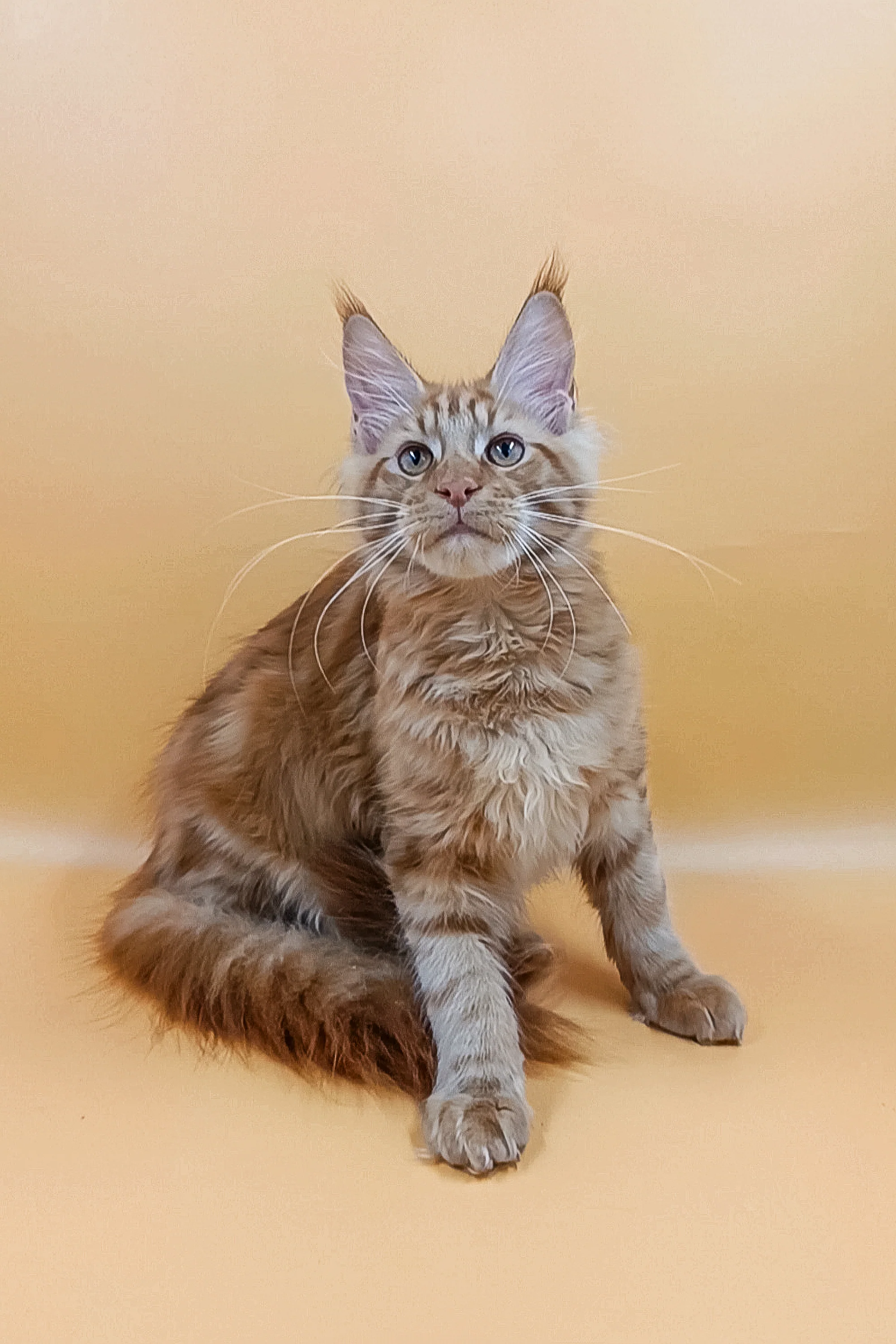 Vinny | Maine Coon Kitten - Image 2