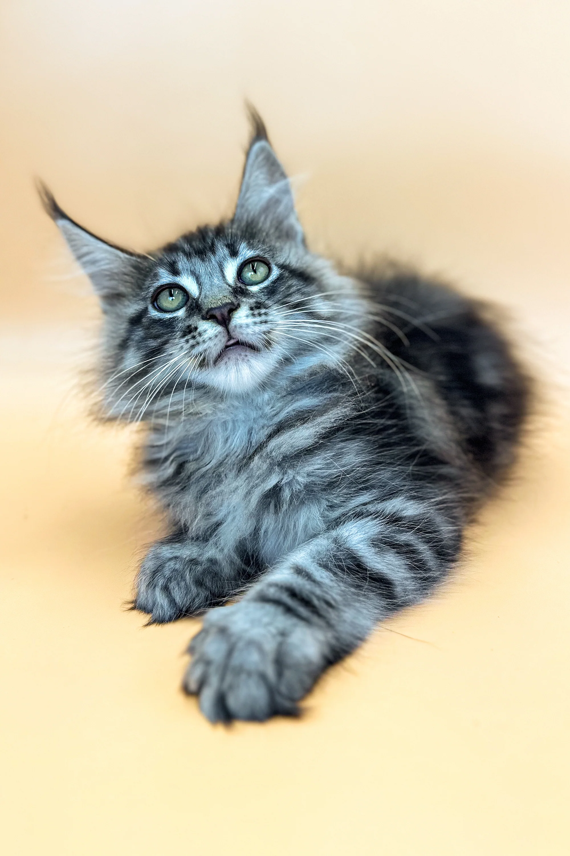 Vinor | Maine Coon Kitten - Image 4