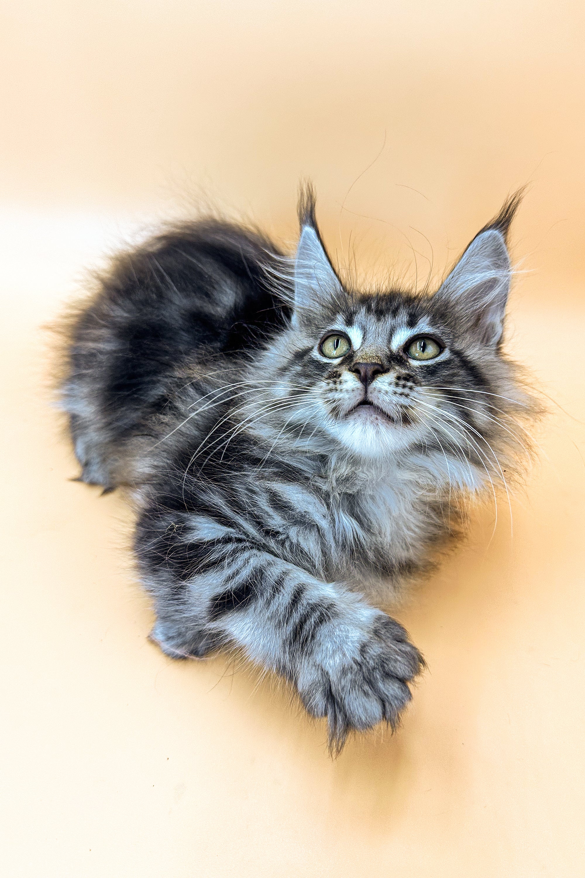 Vinor | Maine Coon Kitten - Image 5