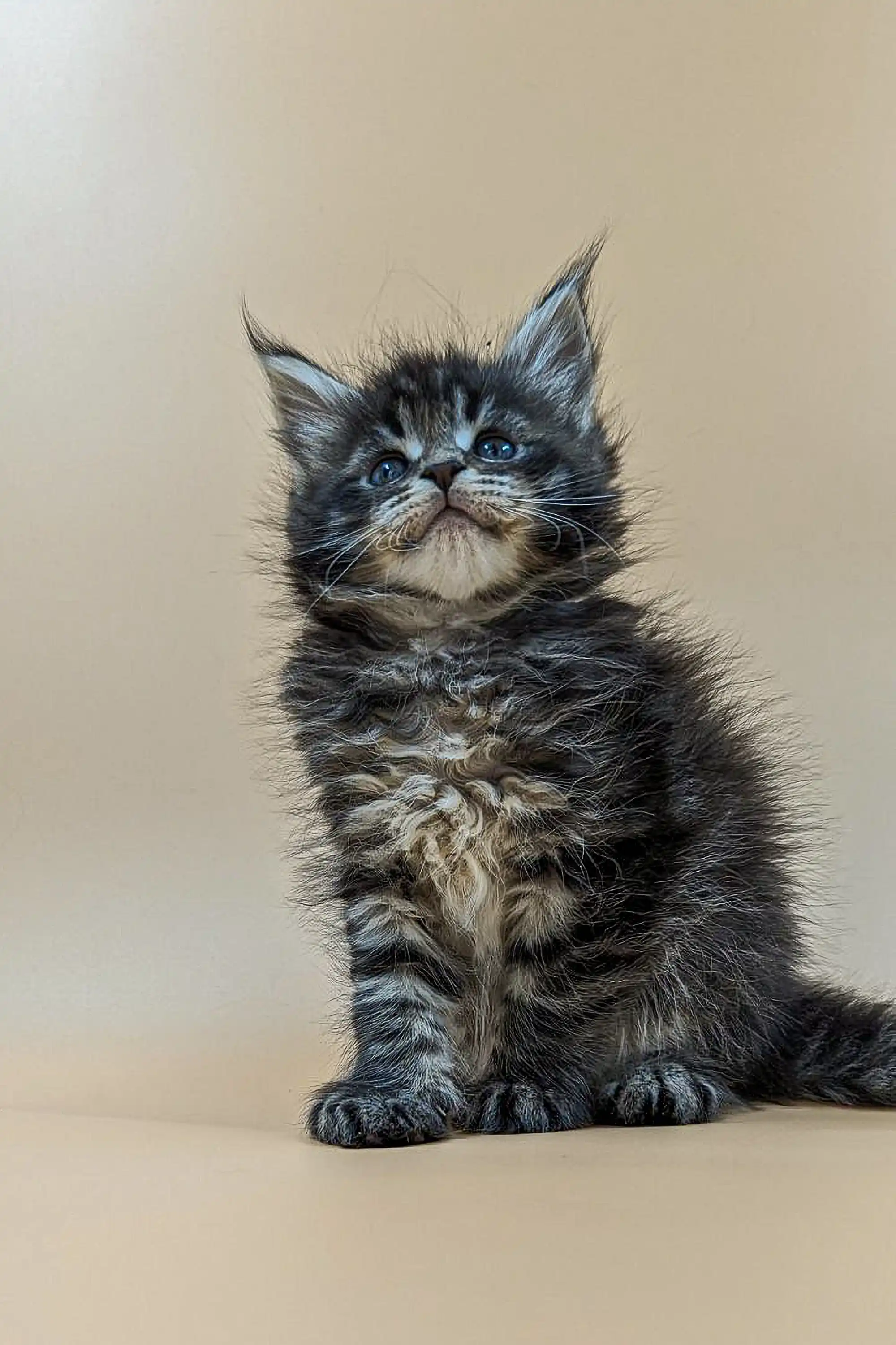Violet | Maine Coon Kitten - Image 3