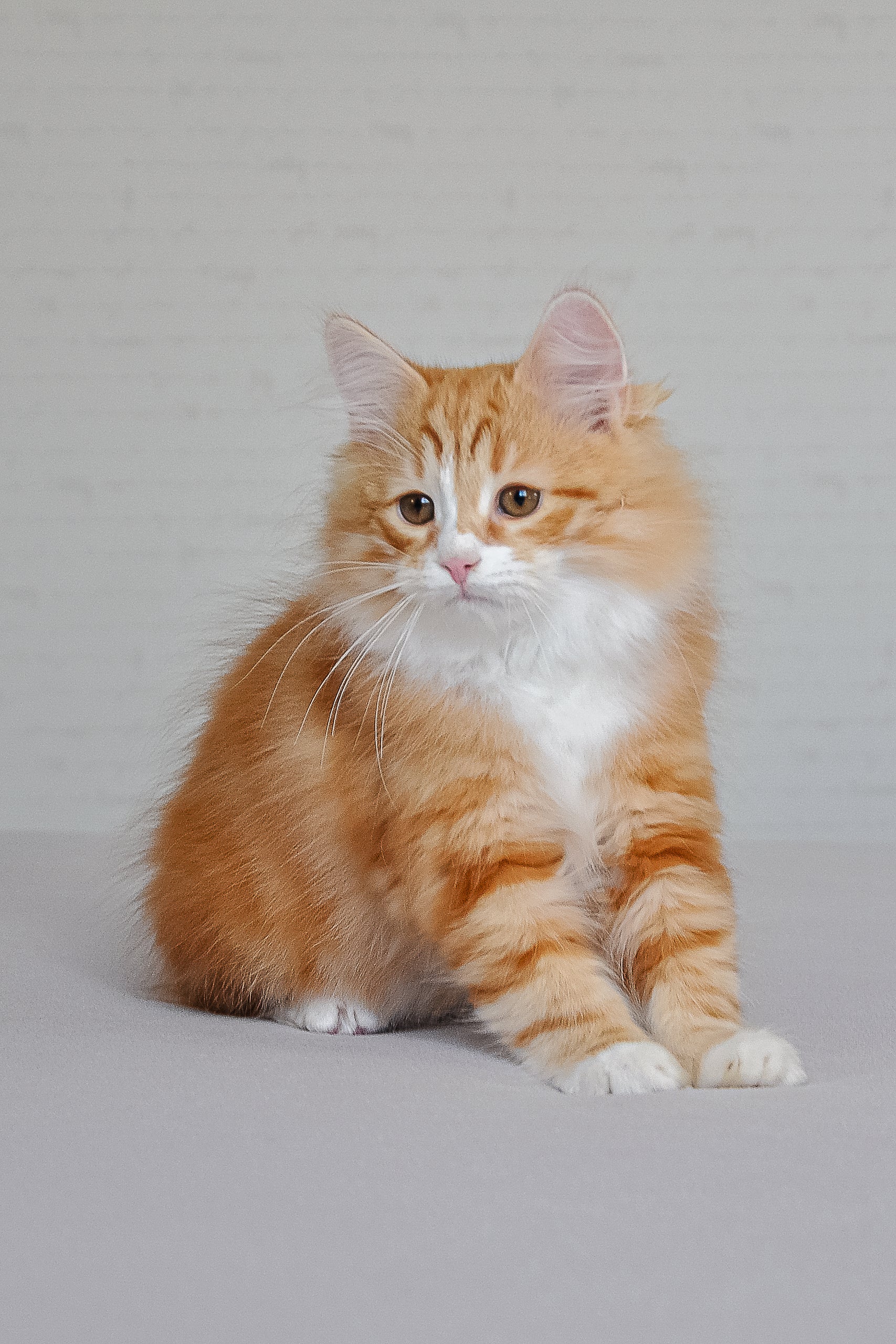 Viski | Siberian Kitten - Image 4