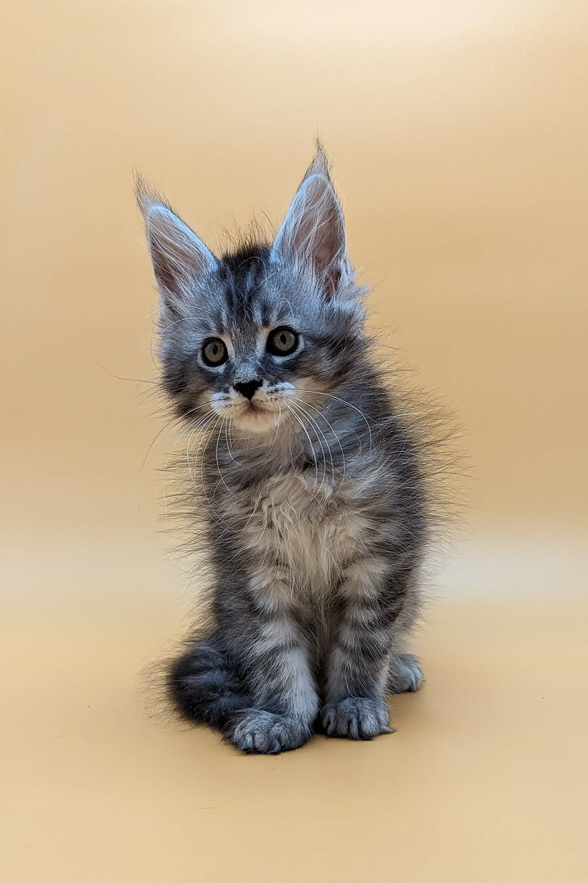 Vito | Maine Coon Kitten - Image 12